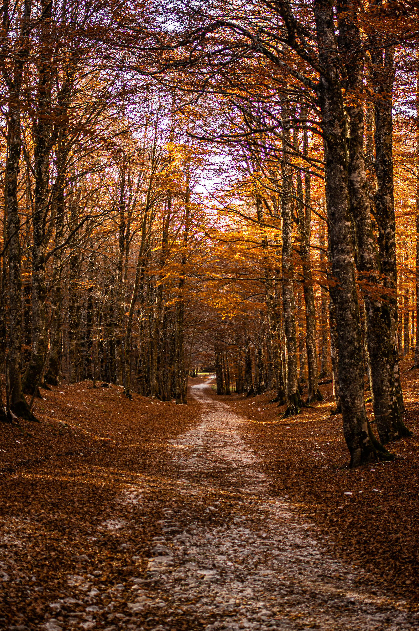 Autunnando, Syna
