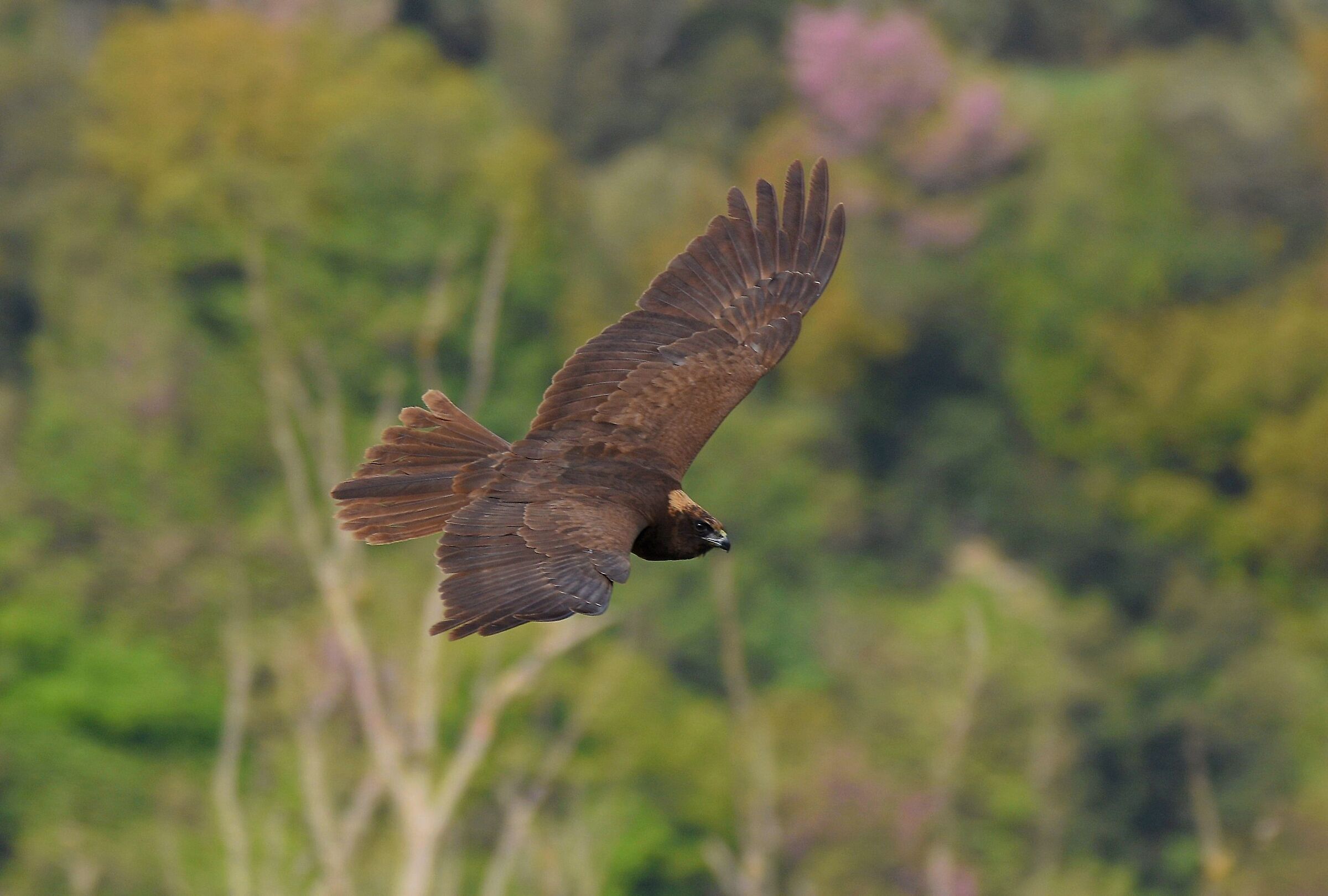 Marsh Falcon
