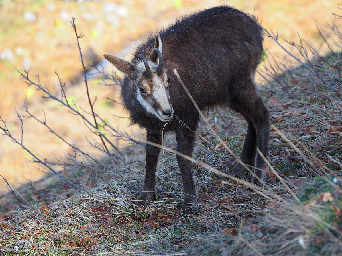 Cercando qualcosa da mettere sotto i denti
