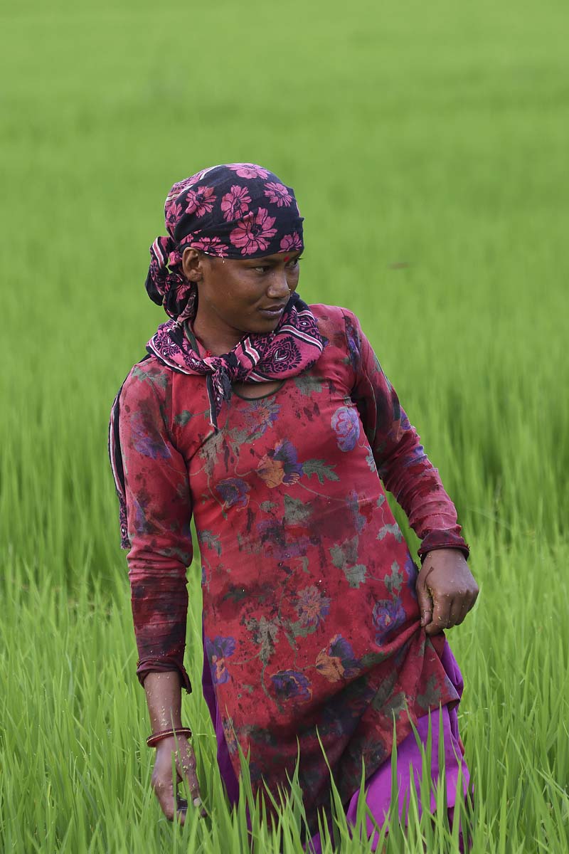 Donate in rice paddies