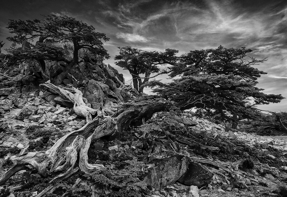 Complessità patagoniche