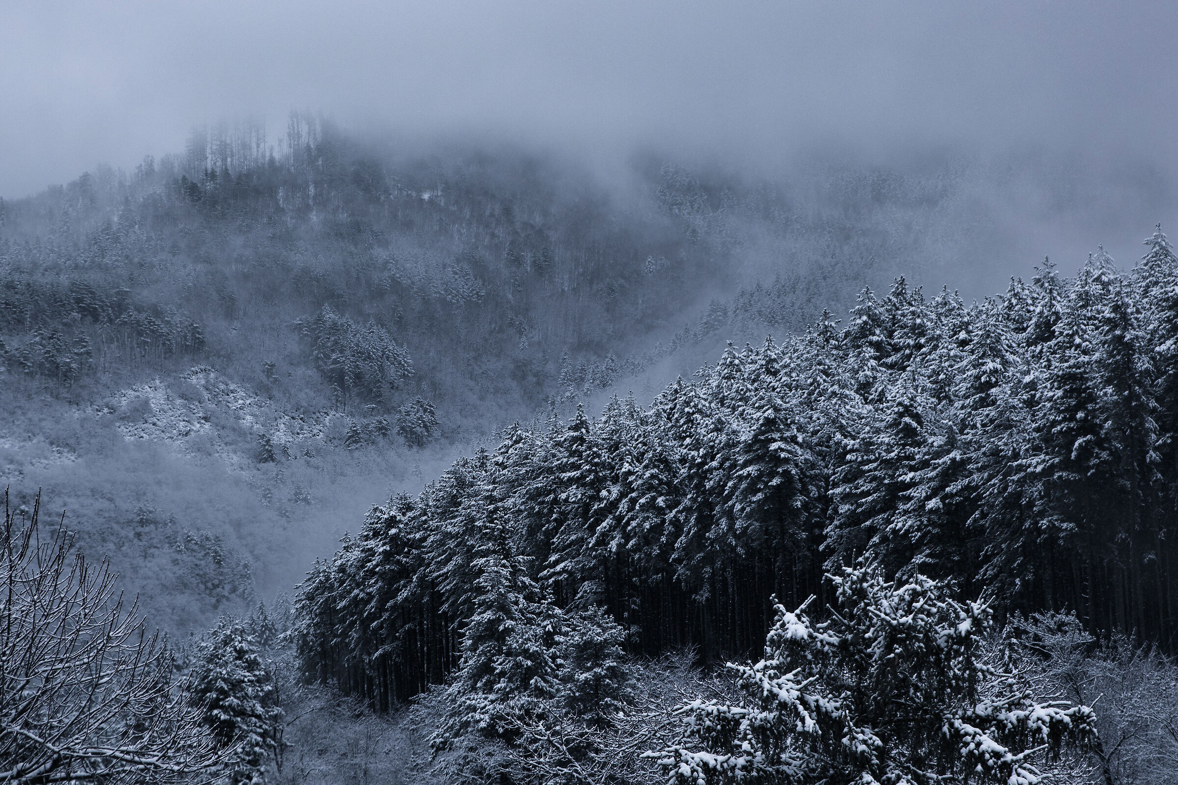 Nevicata 06/01/2021 - Vallombrosa (fi)