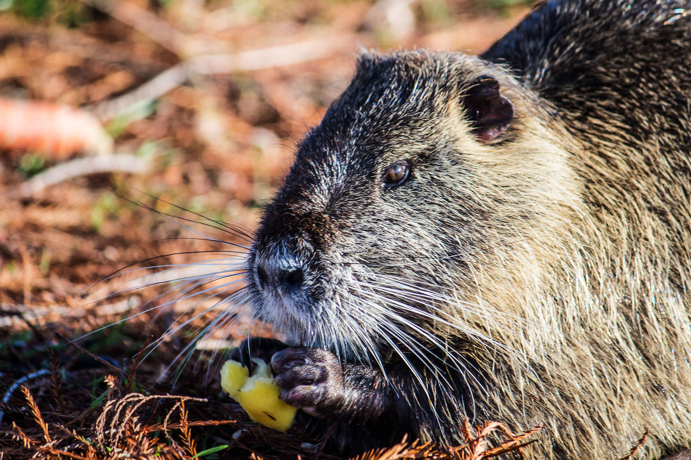 La colazione della nutria