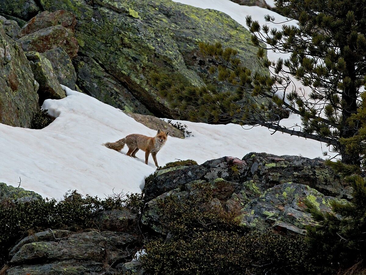 volpe su neve