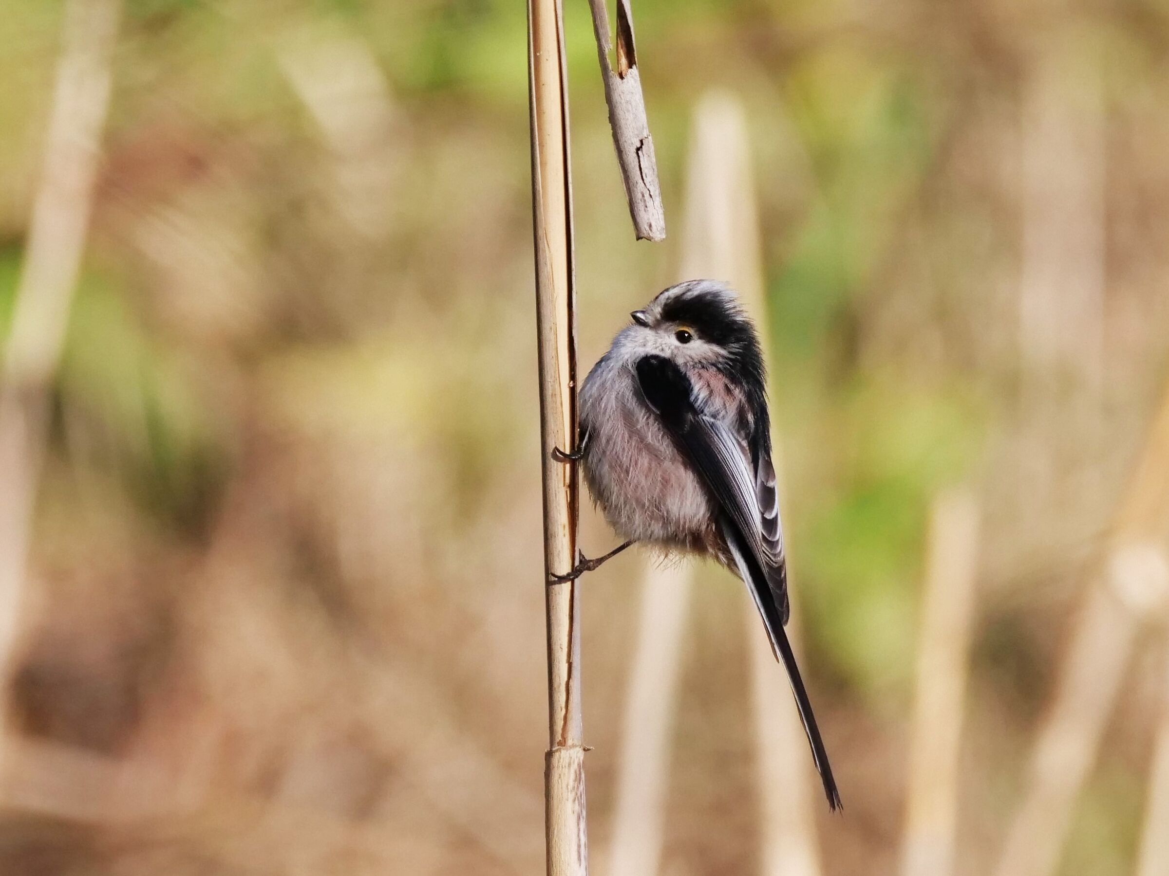 Codibugnolo (Aegithalos caudatus