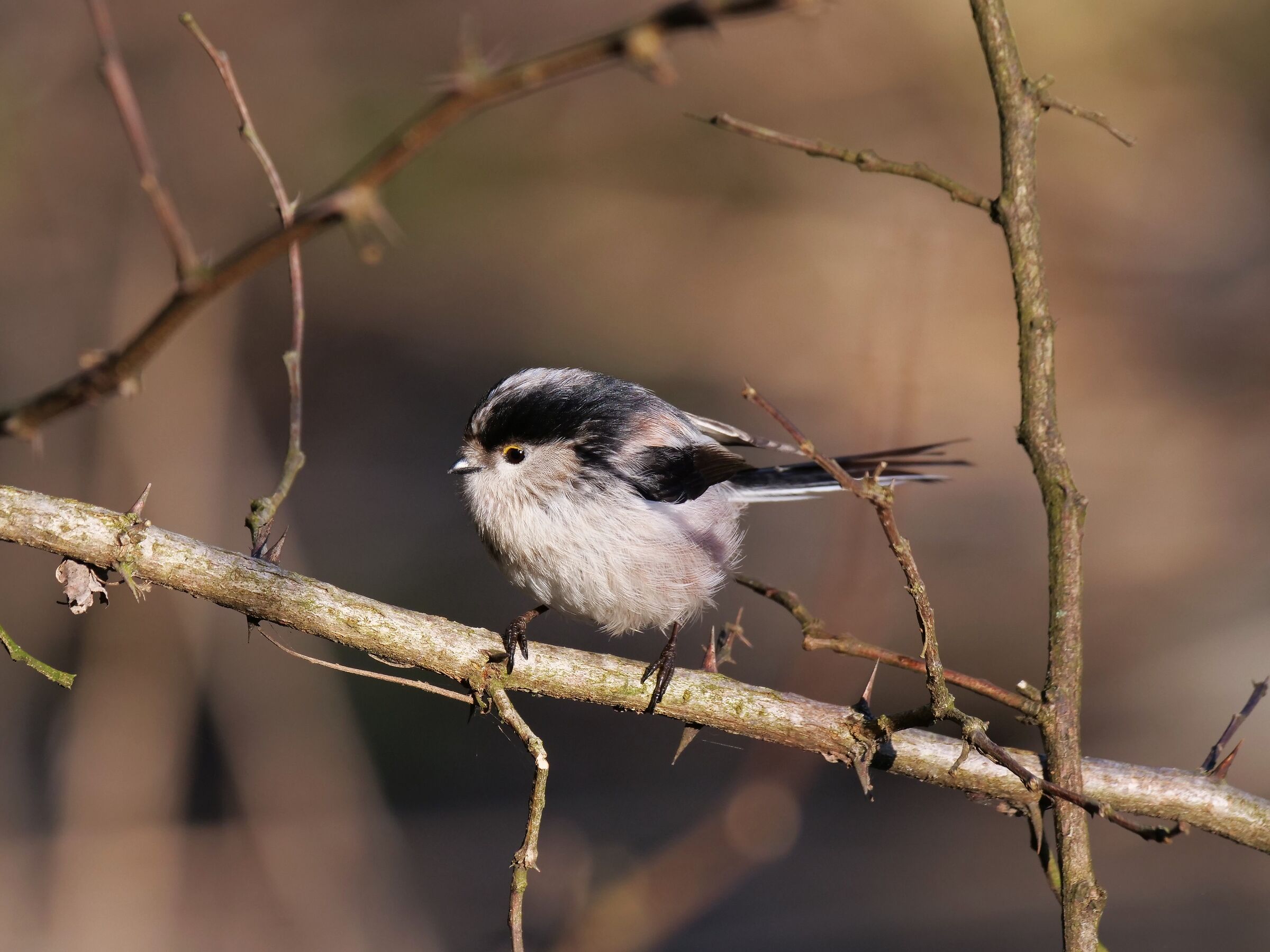 Codibugnolo (Aegithalos caudatus)