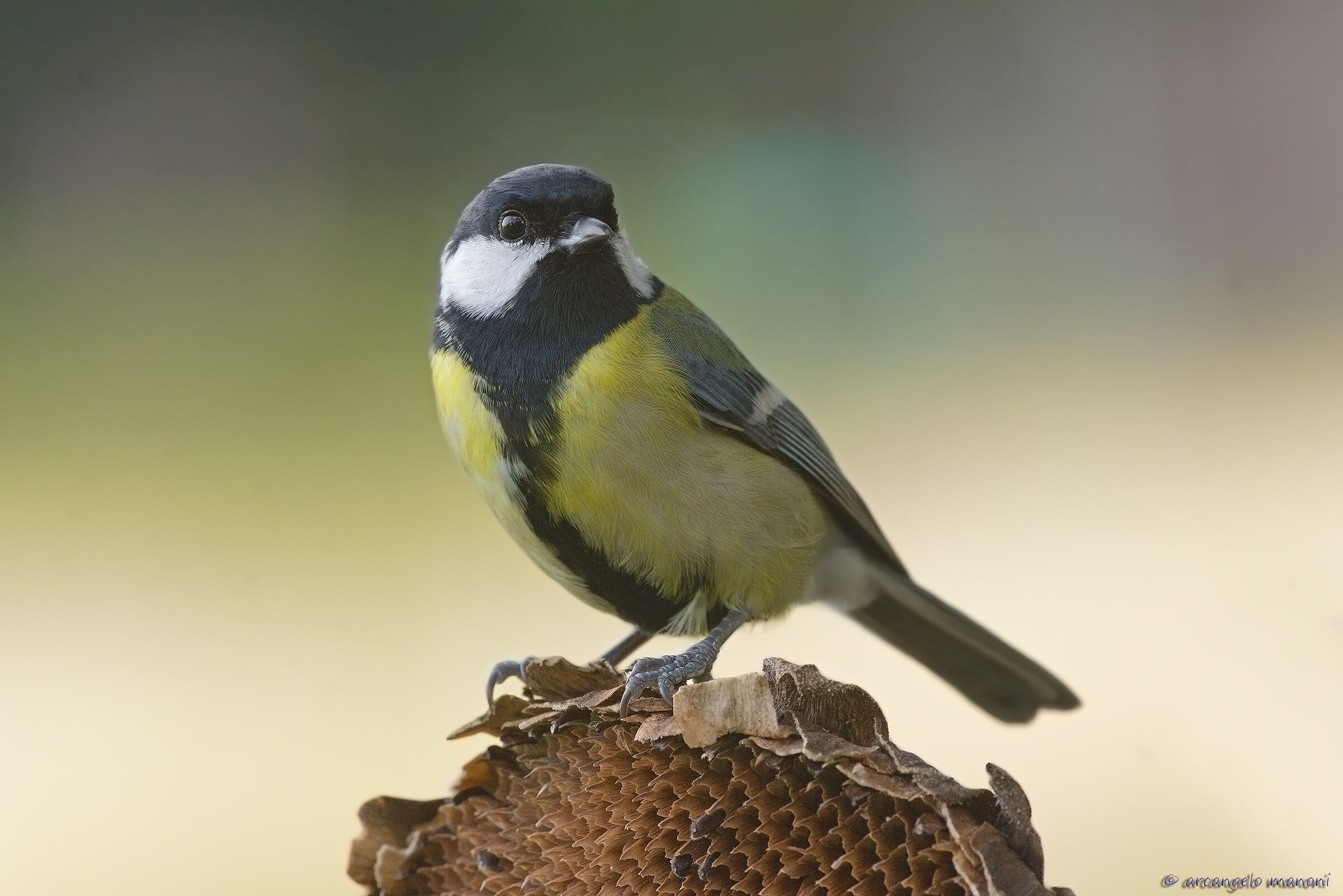 Cinciallegra on the source of food