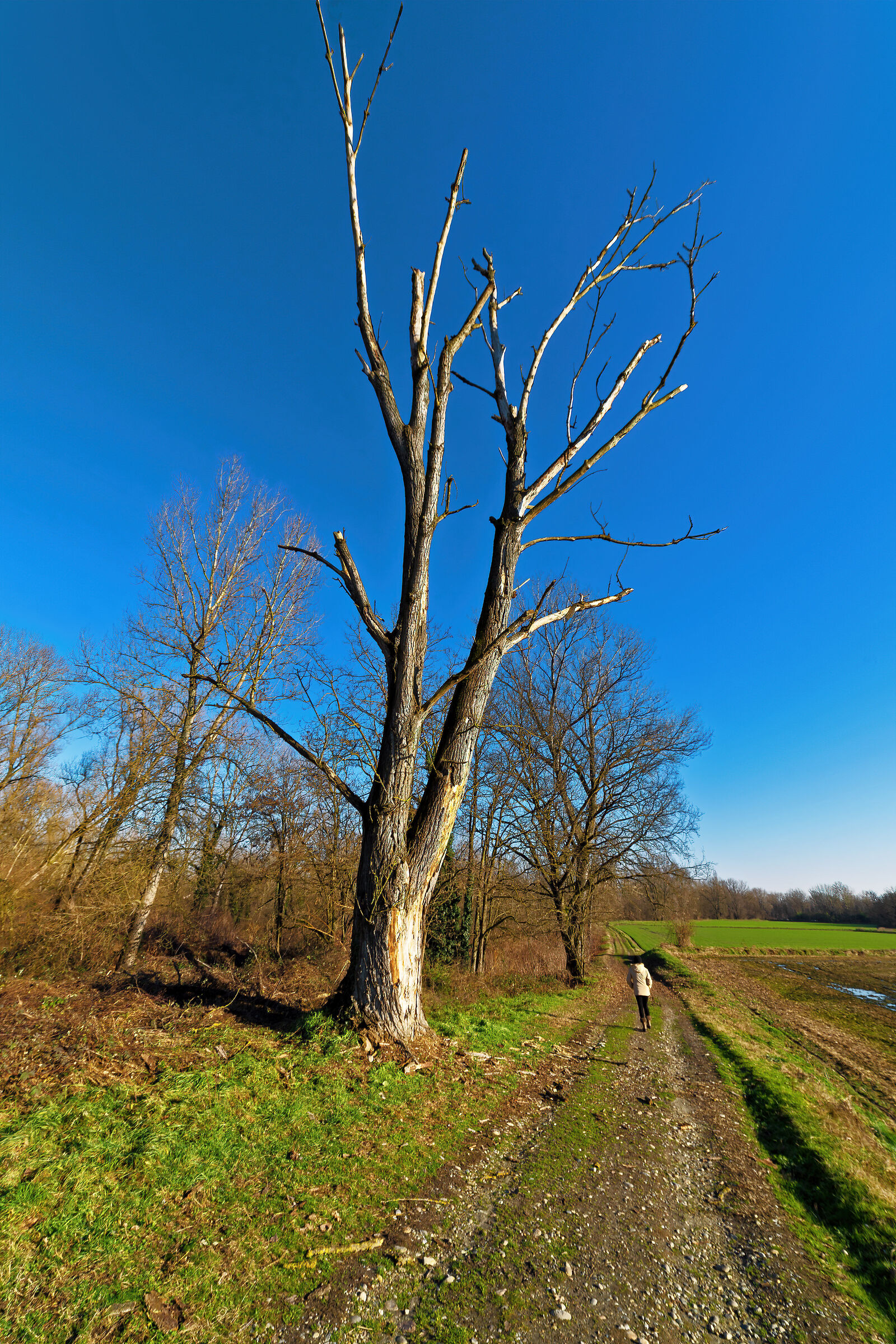 Il gigante e la bambina