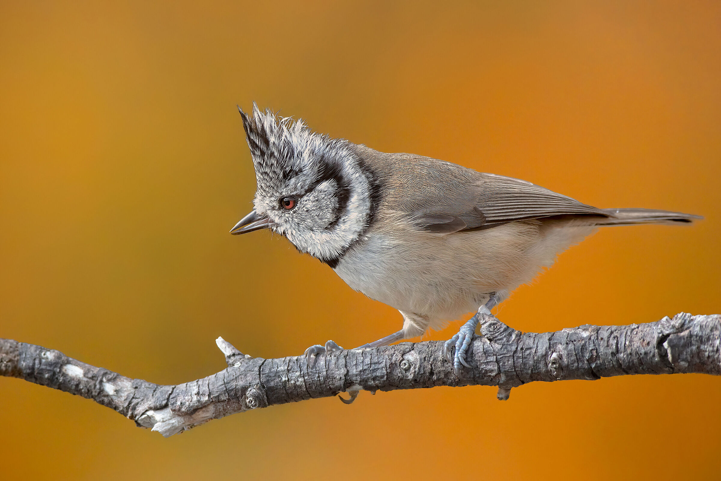 Cincia dal ciuffo su sfondo di betulle dorate