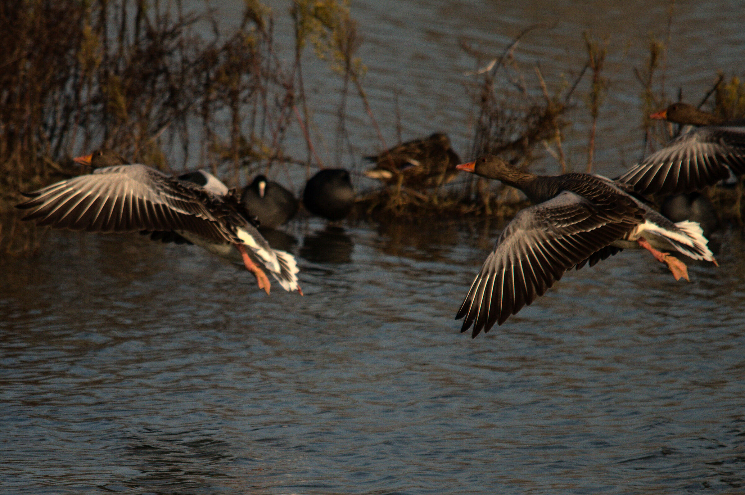 alle 10 arrivano le oche 1