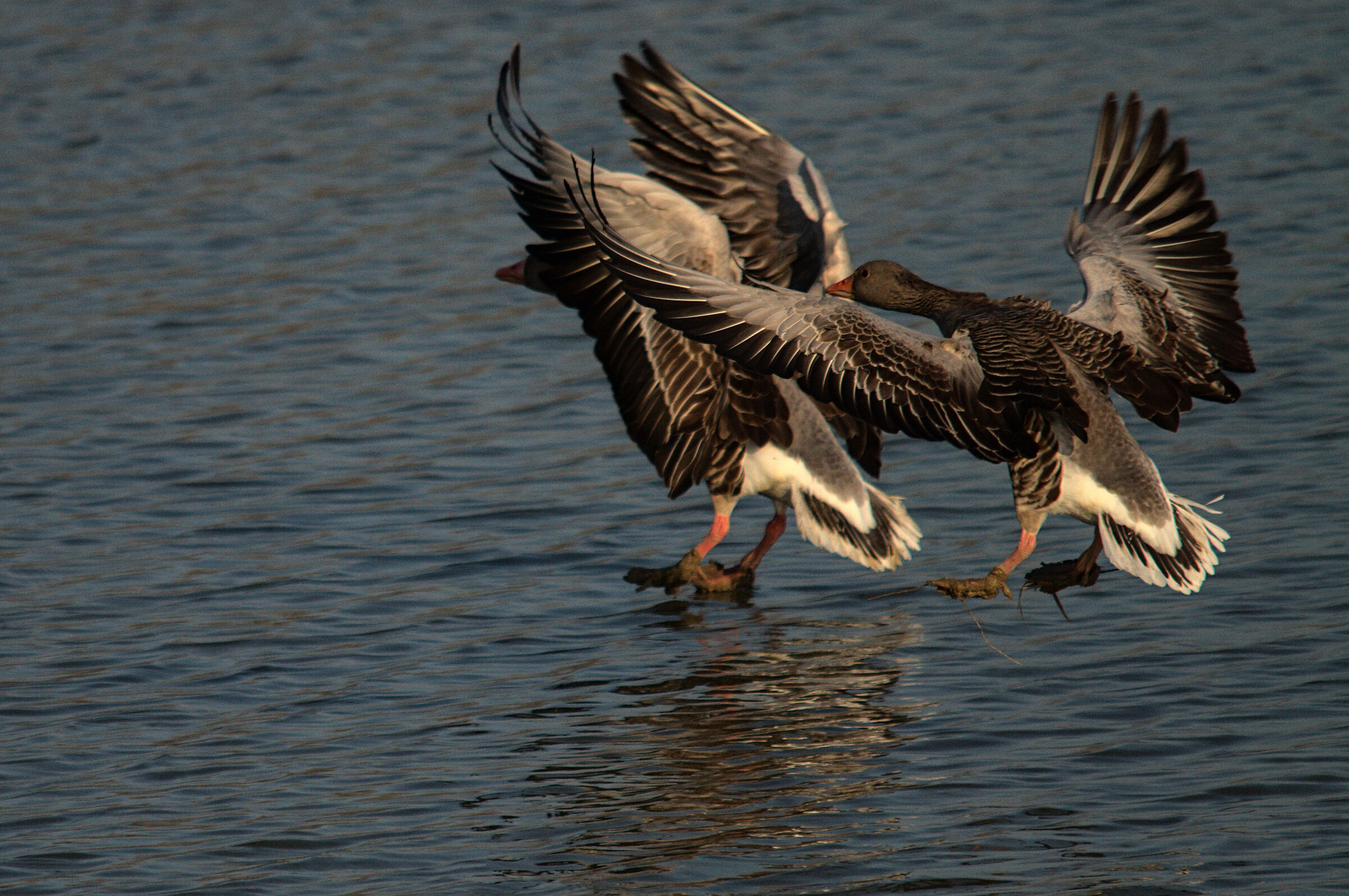 alle 10 arrivano le oche 2