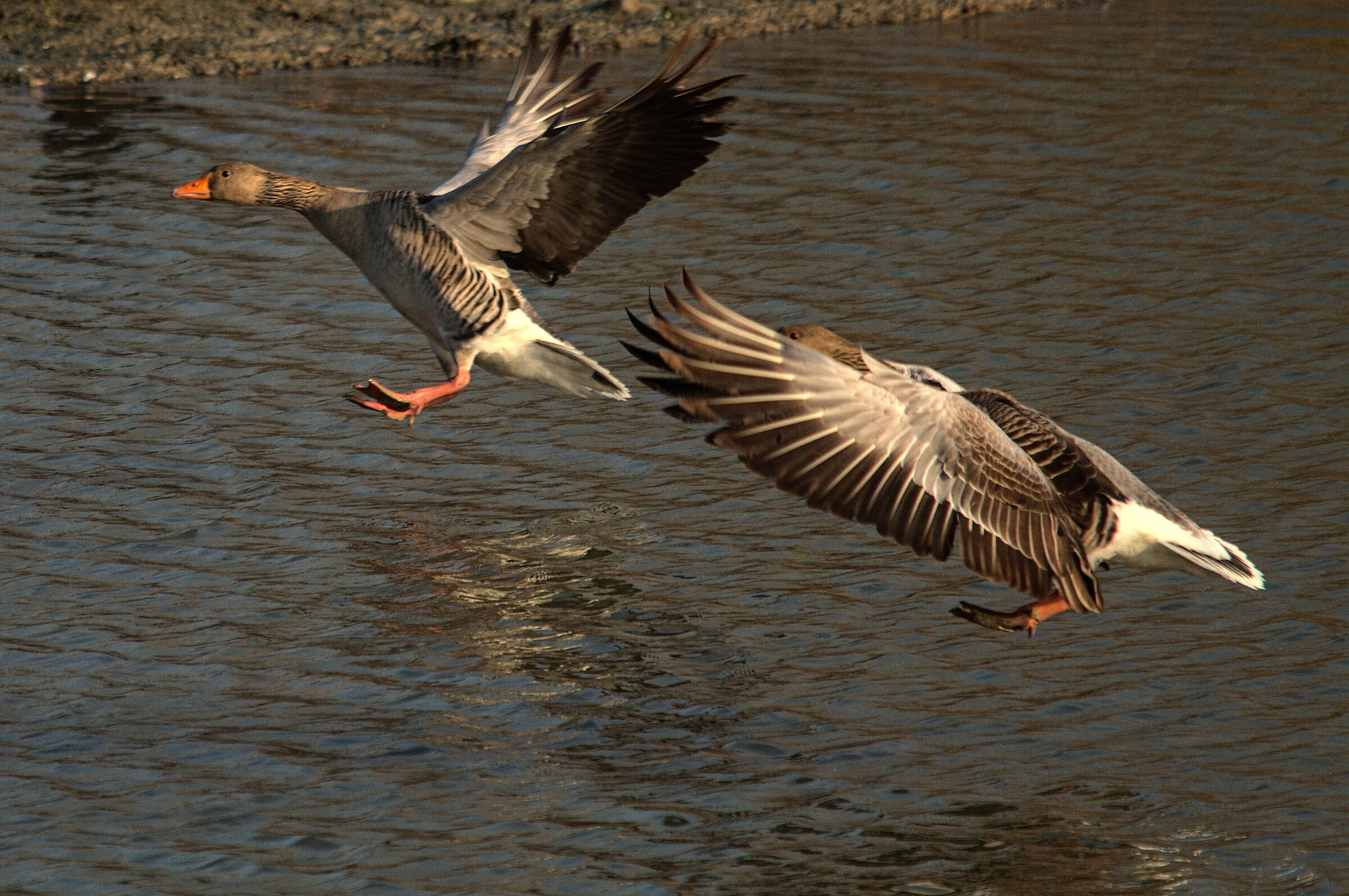 alle 10 arrivano le oche 3