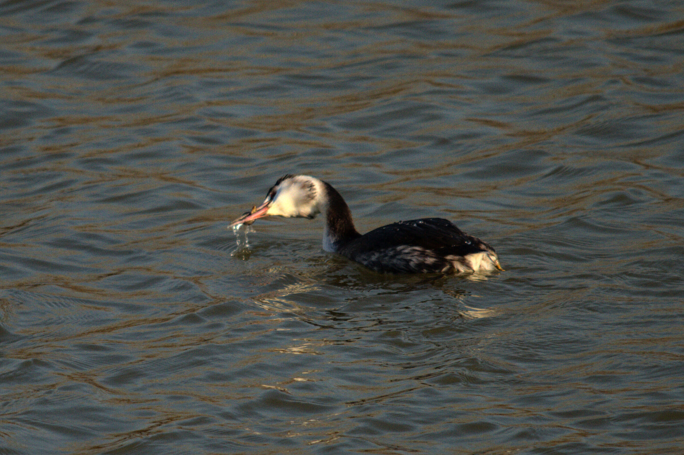 lo svasso è andato a segno 2