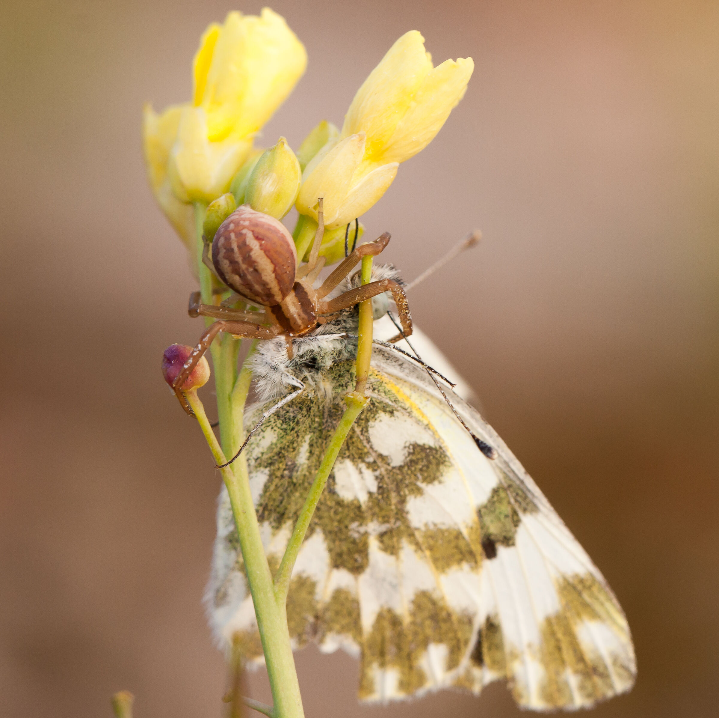 Runcinia grammica e Pontia edusa