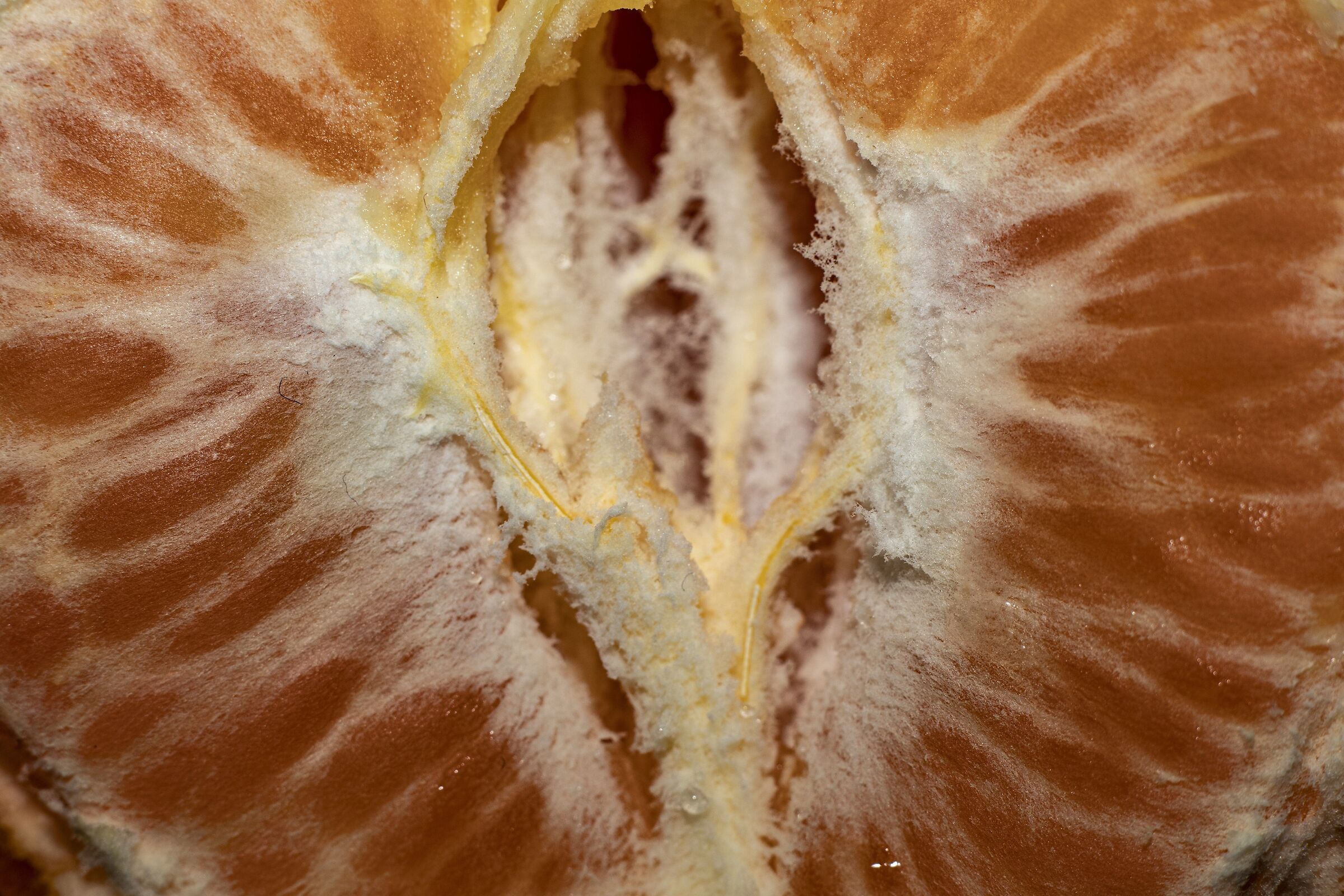 mandarancio - Wikipedia