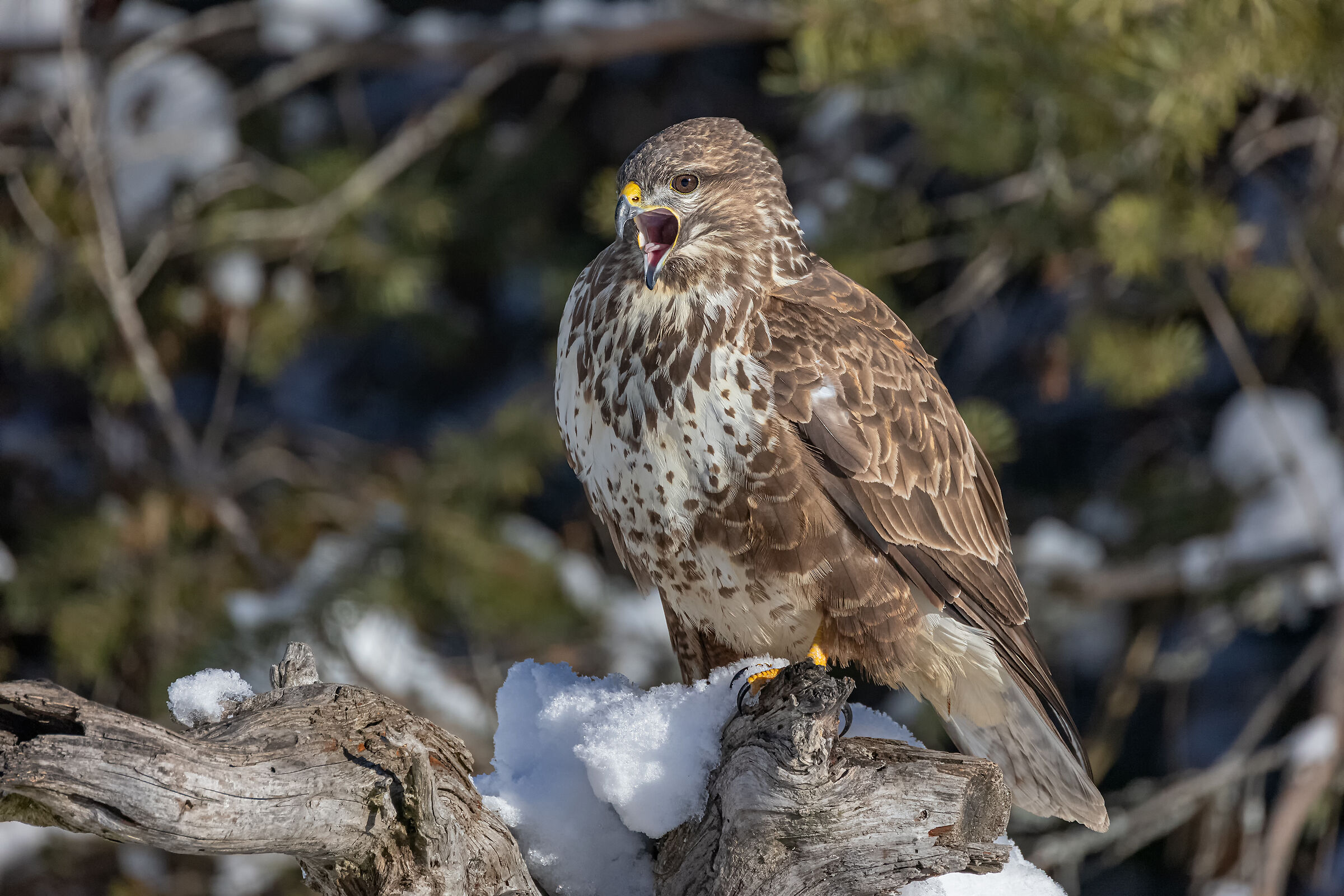 Ma che freddo fa Poiana a meno 14 grandi