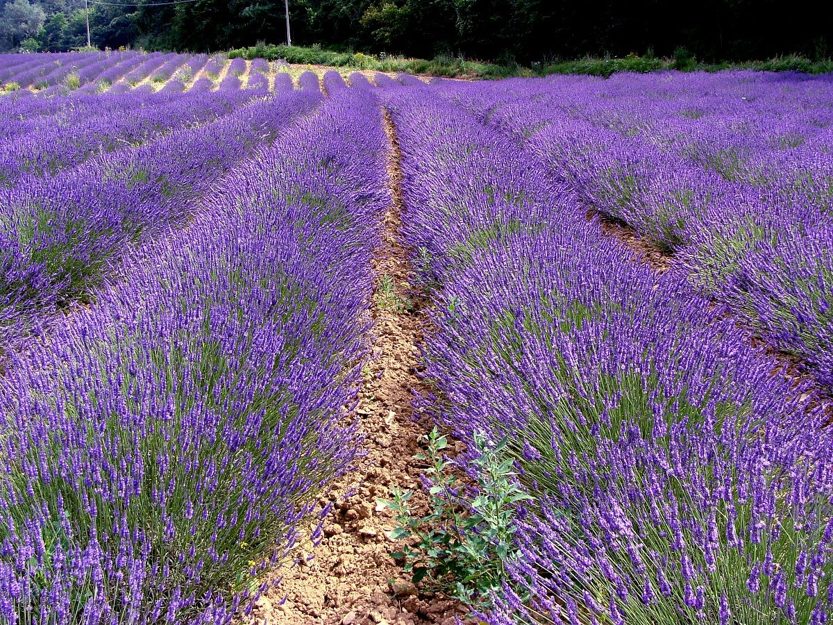 Campo di lavanda