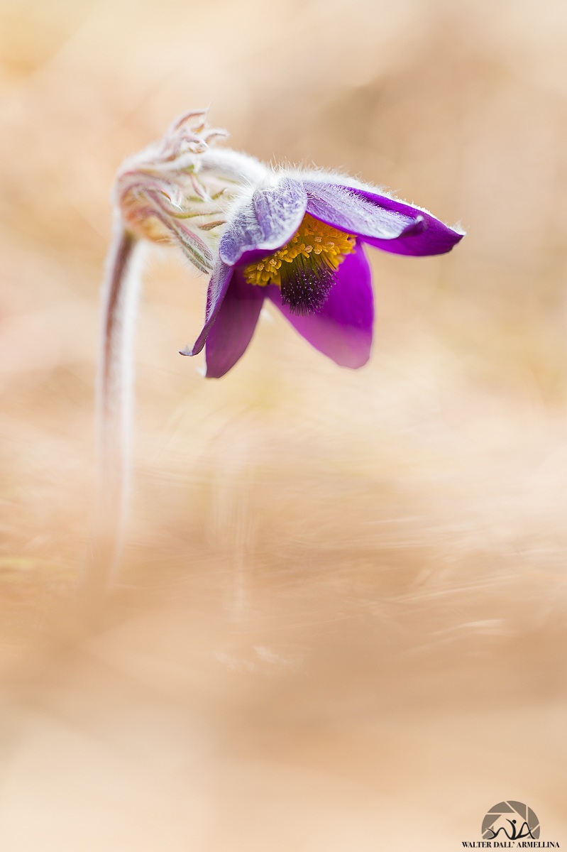 Pulsatilla