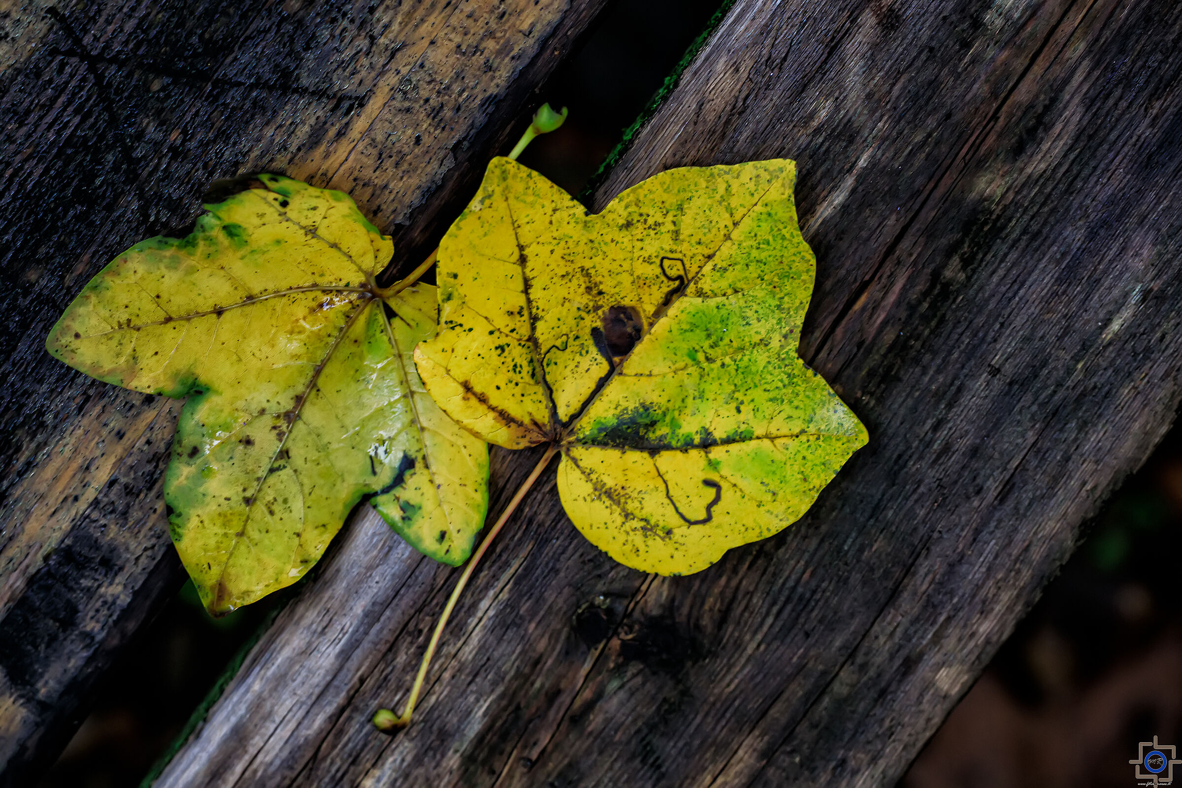Colors