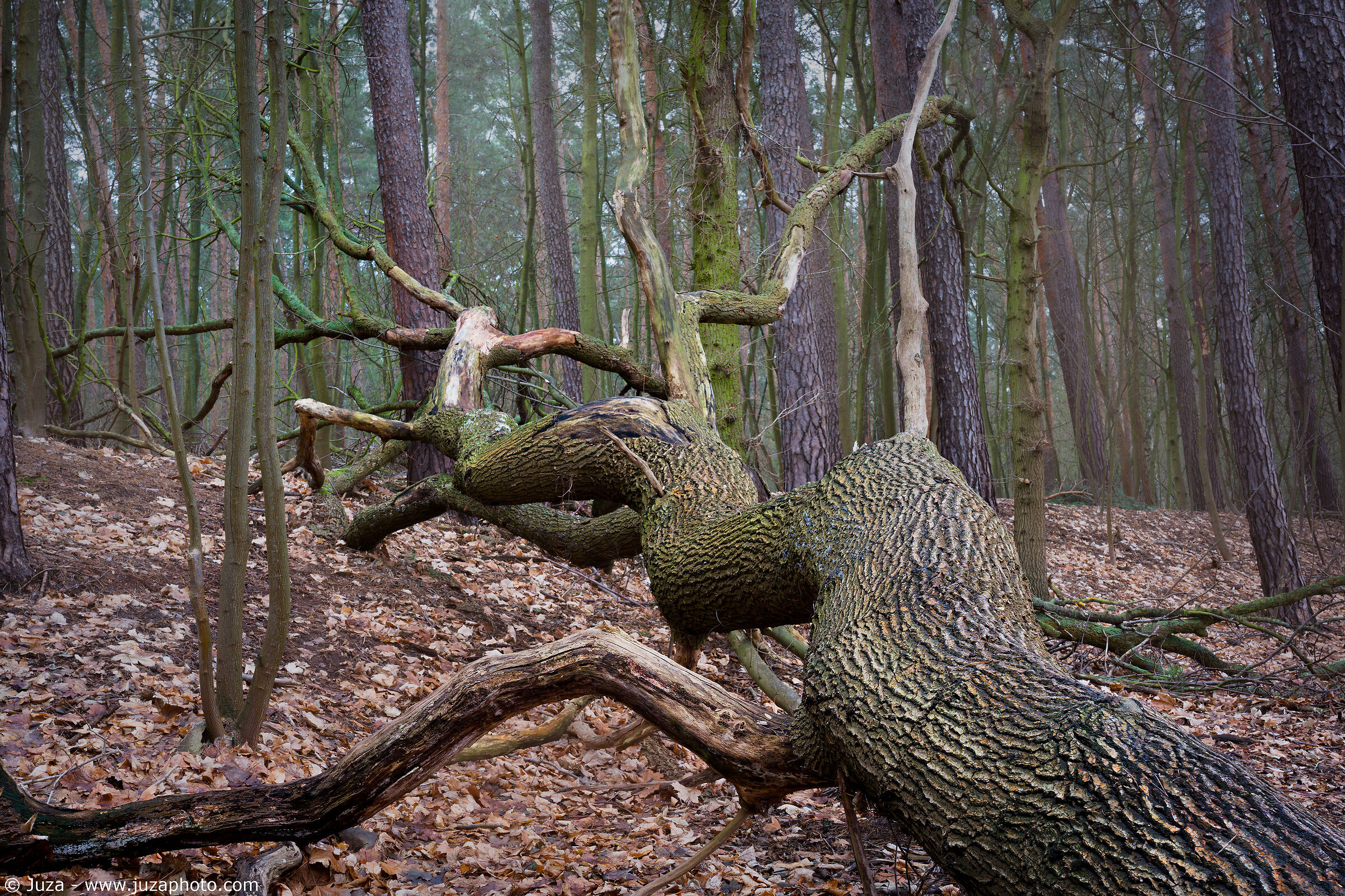 Creature della foresta, Germania