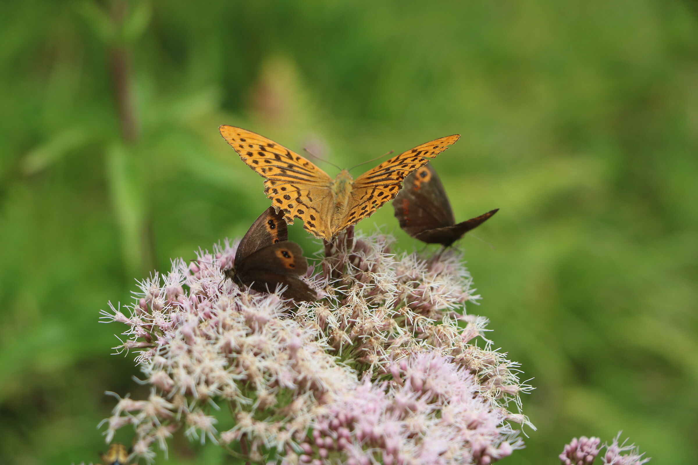 There's room for everyone