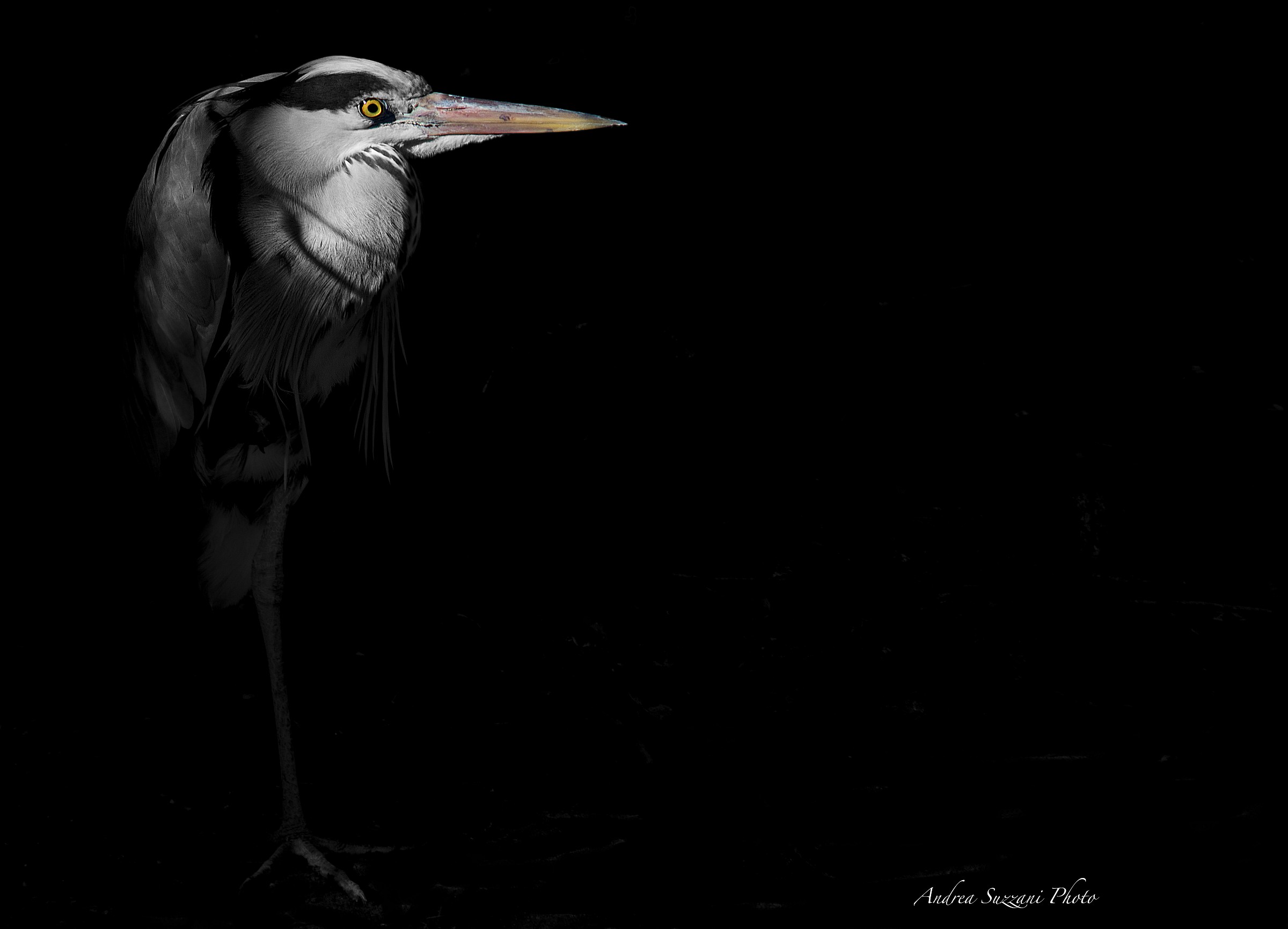 heron