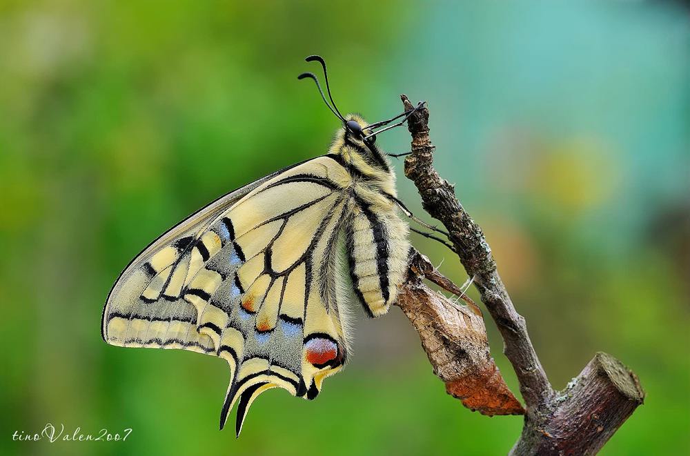 ... papilio machaon (2) ...