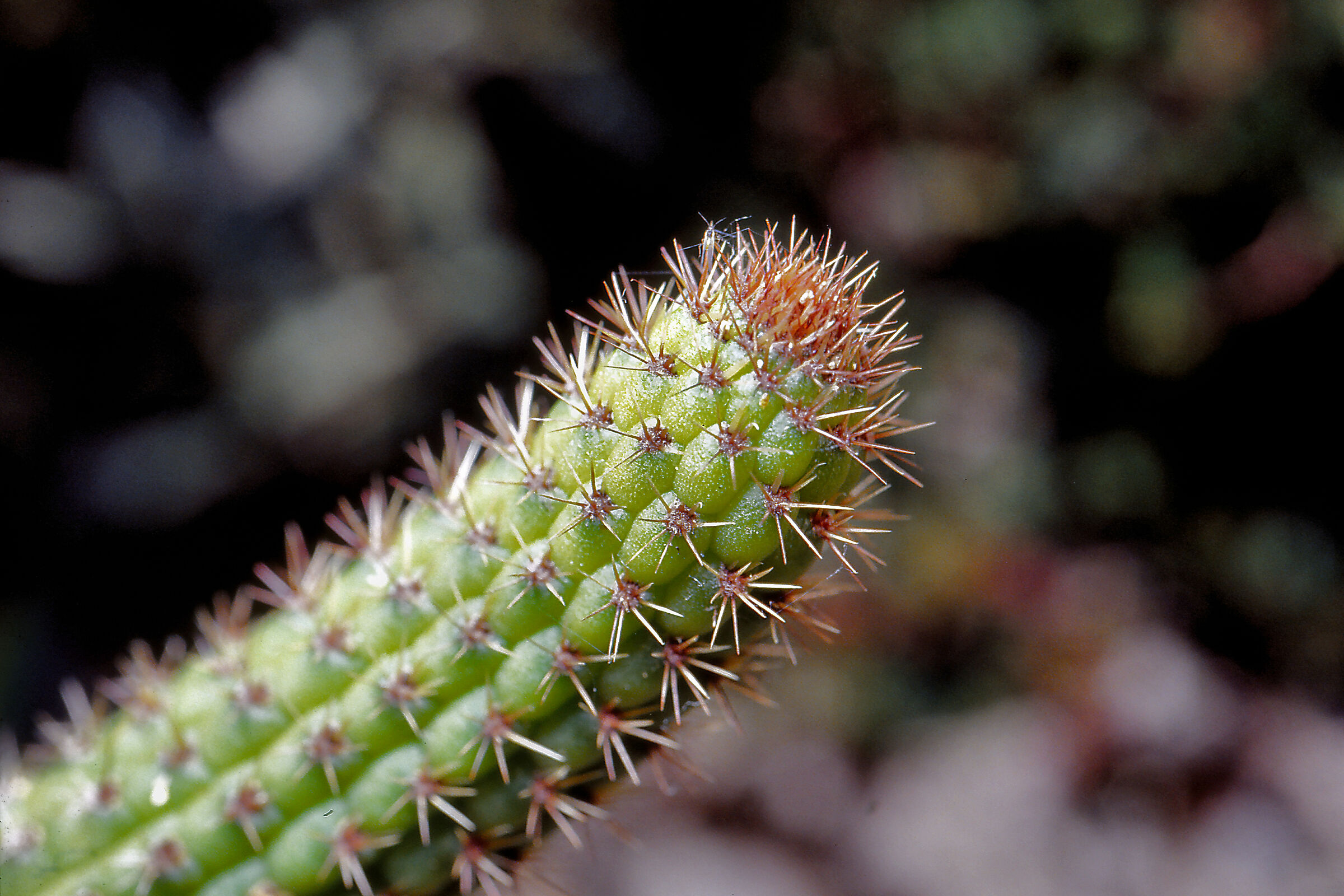 Cactus