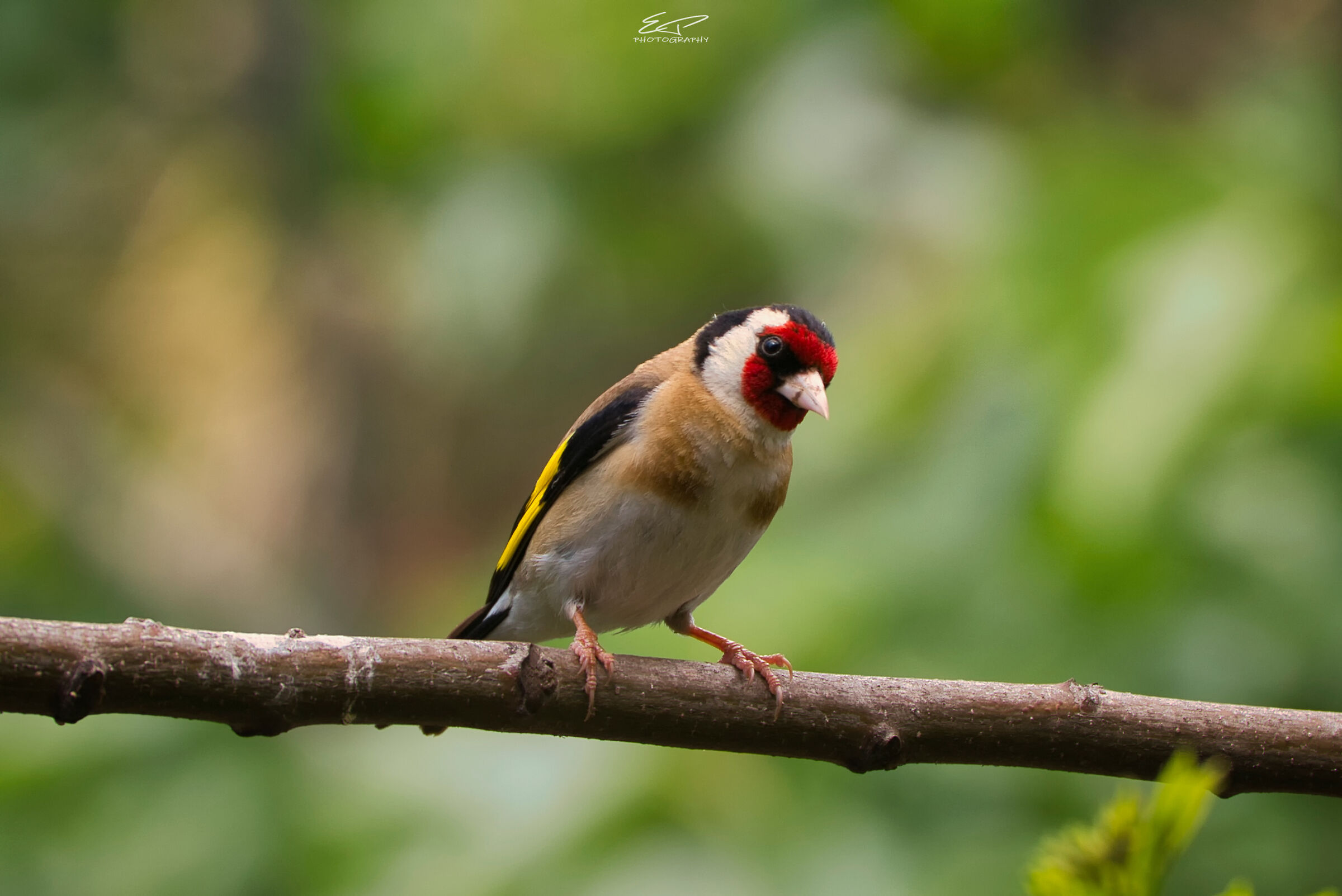 Hi, im a carduelis !