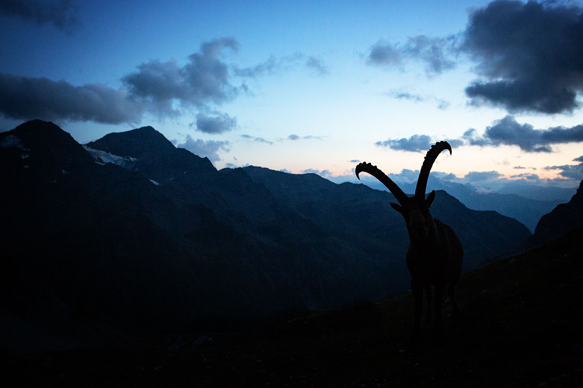 Ibex at sunset