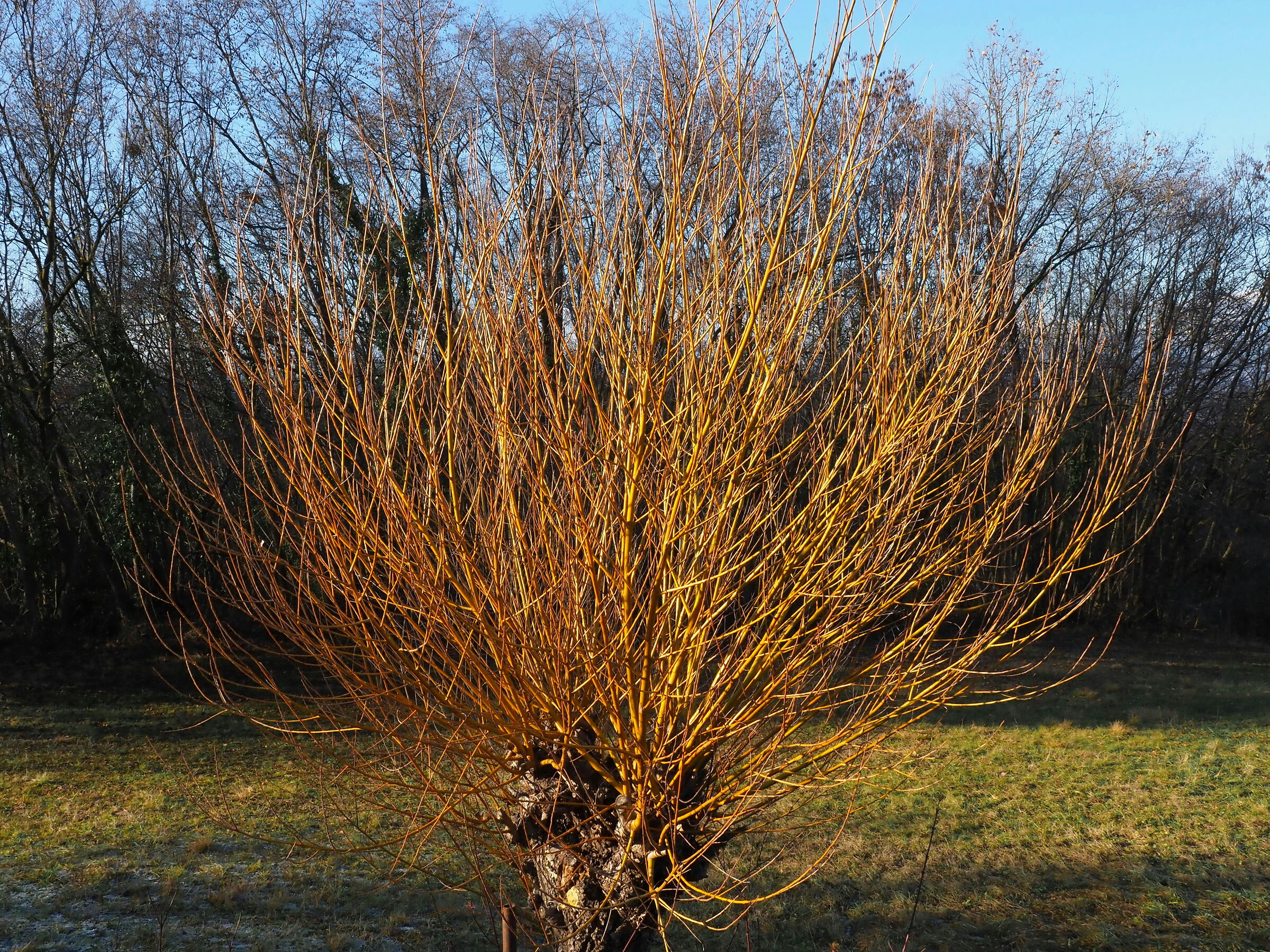 La rinascita nell'inverno