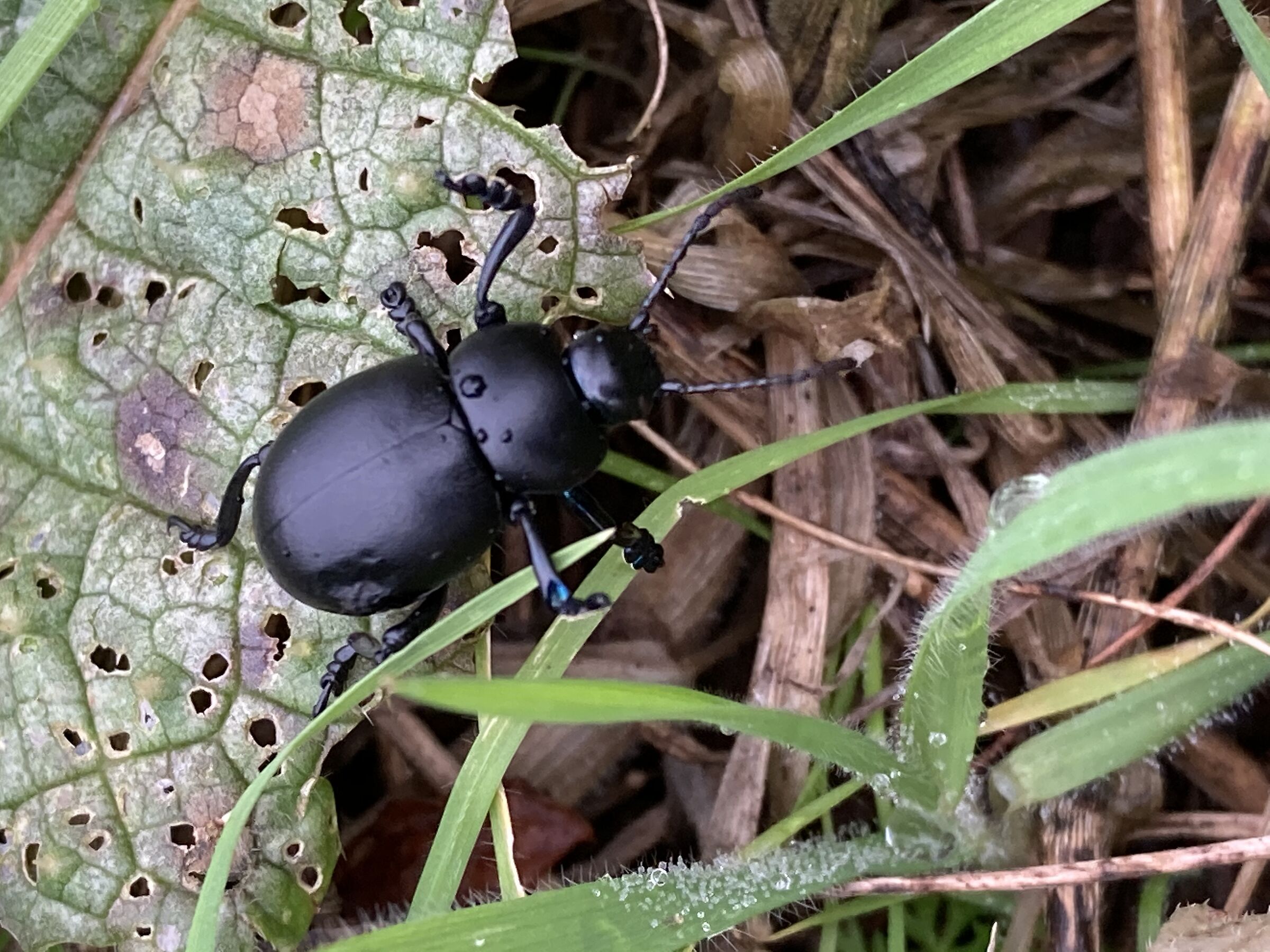 Timarca tenebricosa