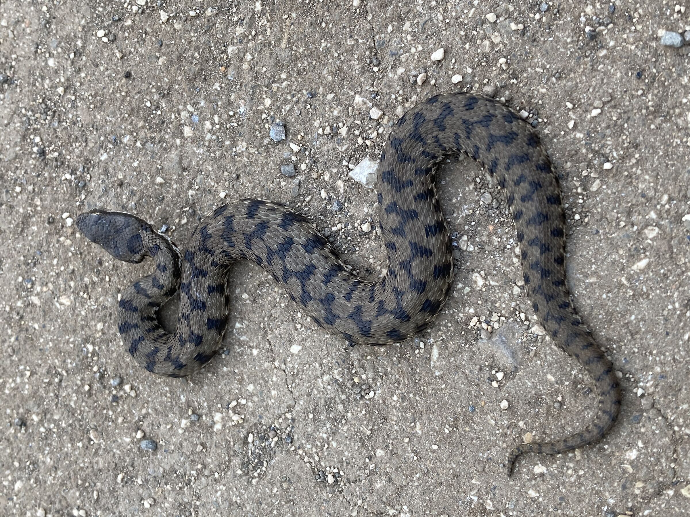 Vipera