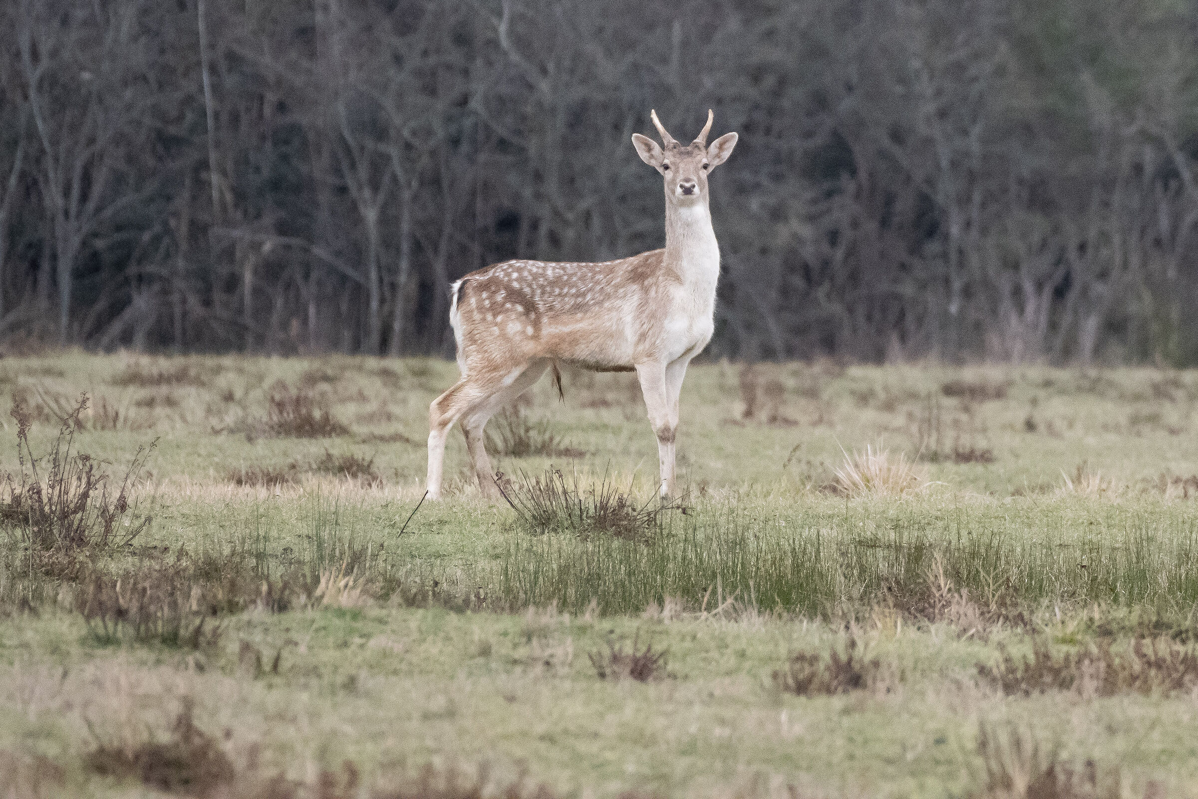 L'eleganza del daino