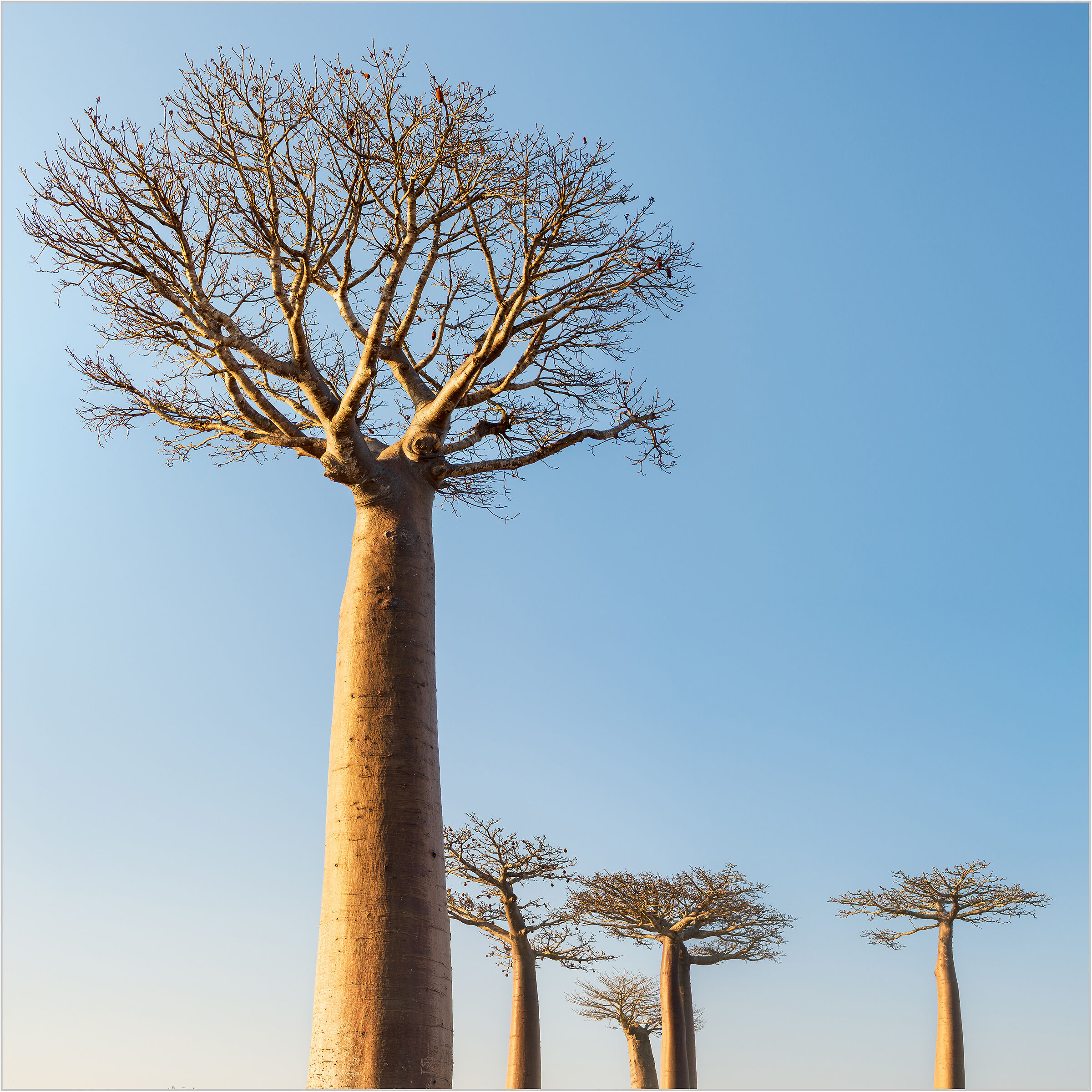 Baobab I