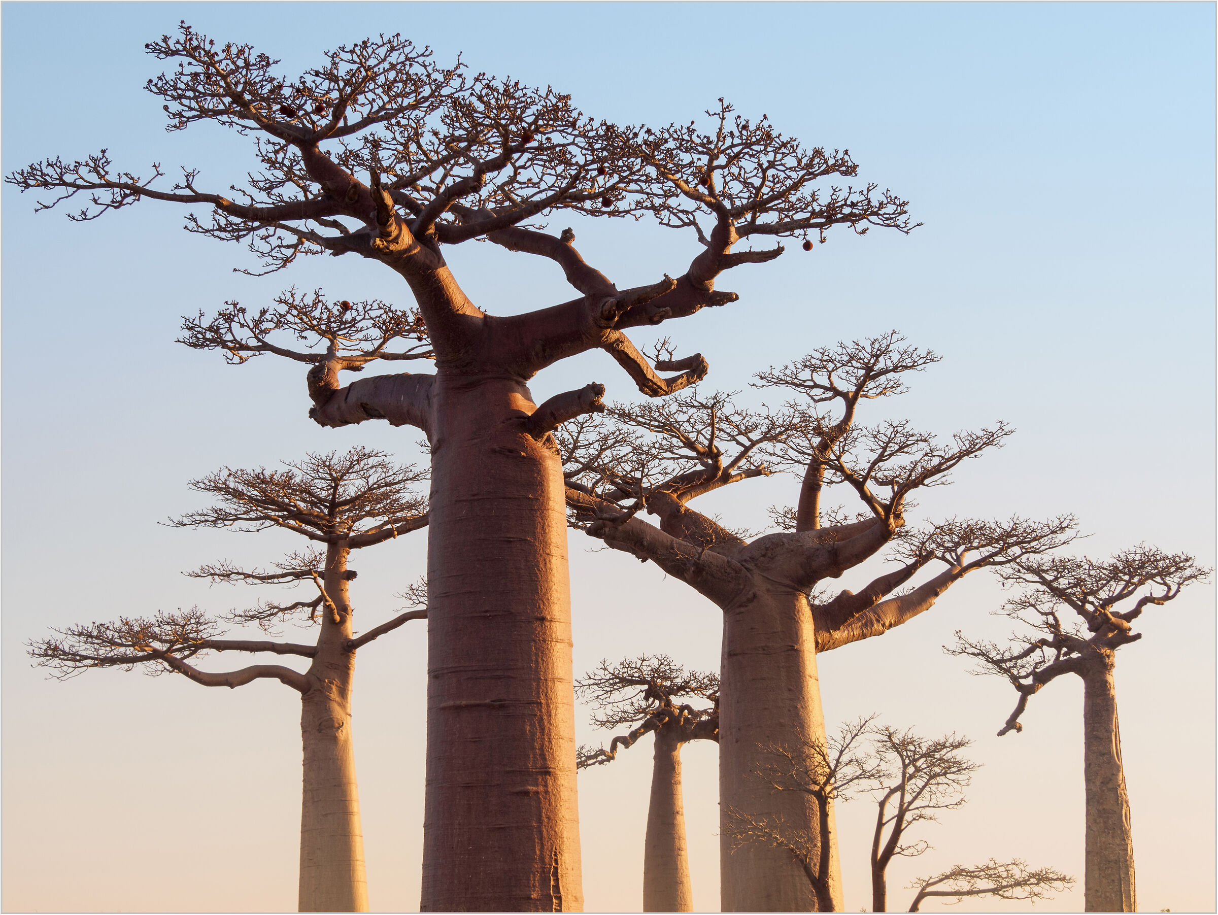 Baobab II
