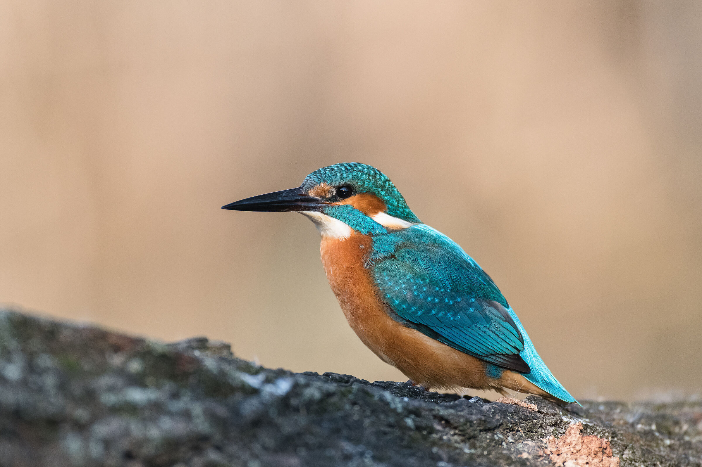 Kingfisher
