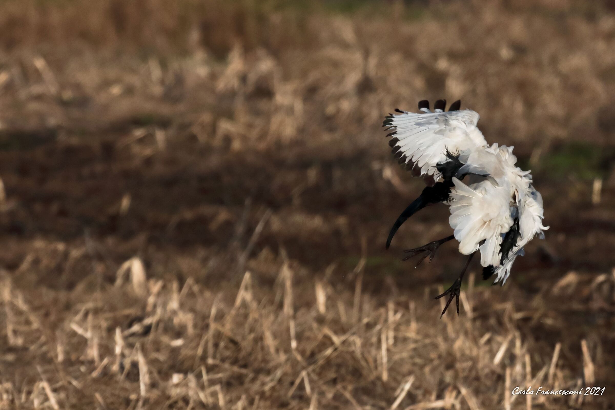 atterraggio di fortuna, ibis sacro