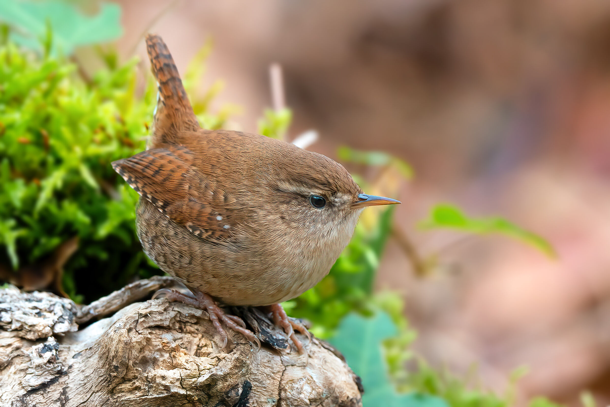 Wren