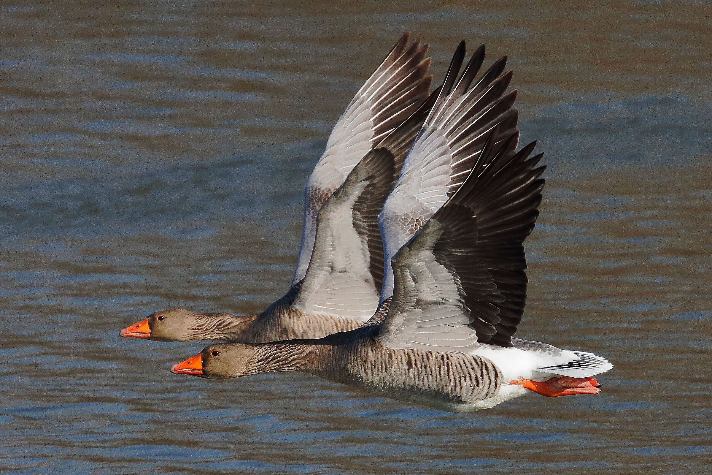 Oche in volo accoppiato