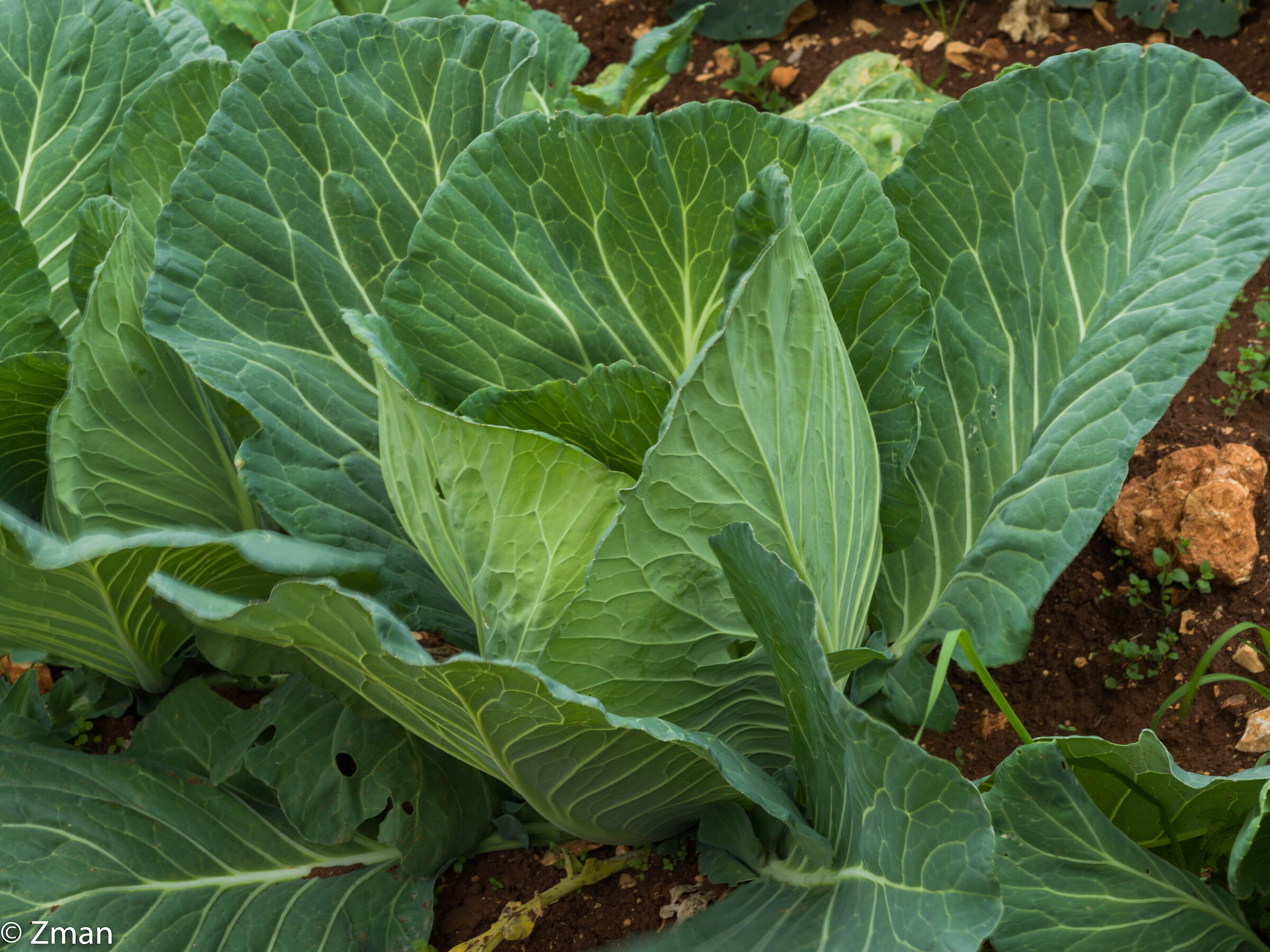 Foglie di cabage