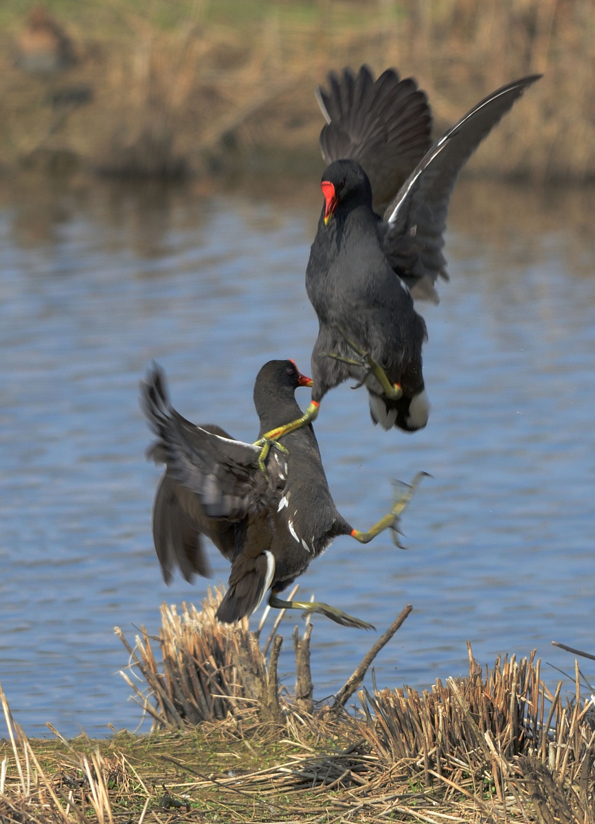 Gallinella d'acqua