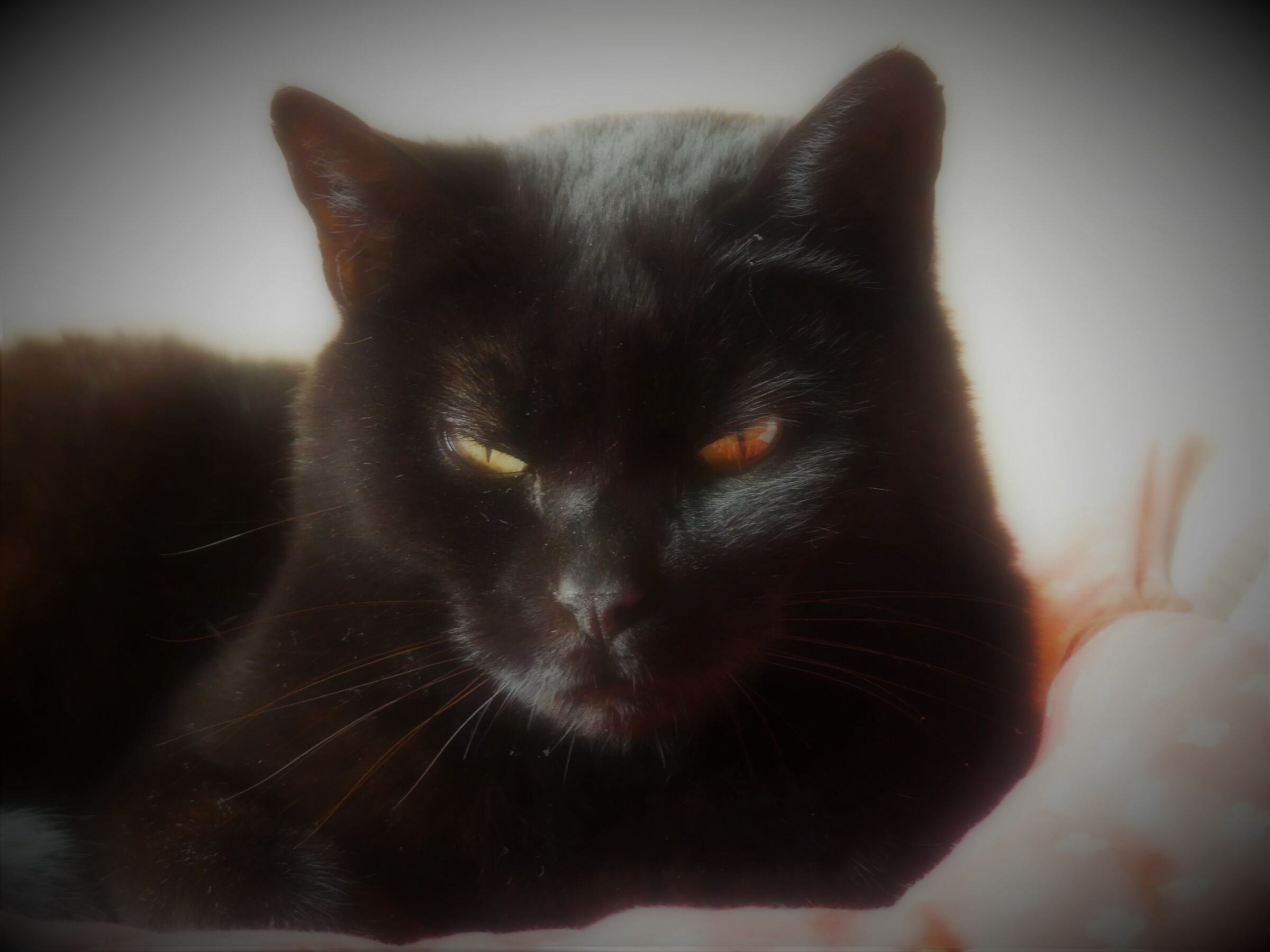 .. SOFT FOCUS.... FOR MY CAT