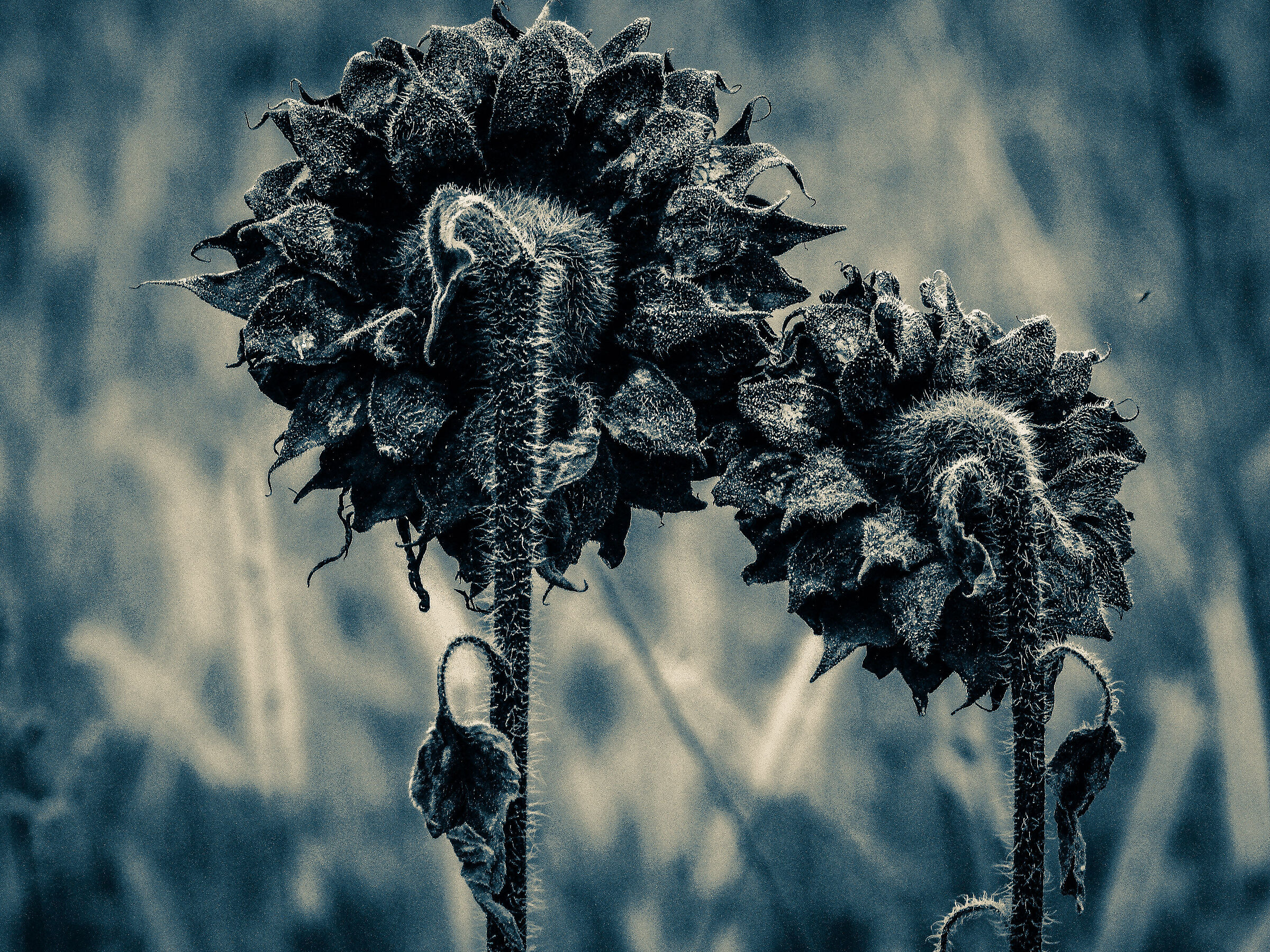 The usual sunflowers