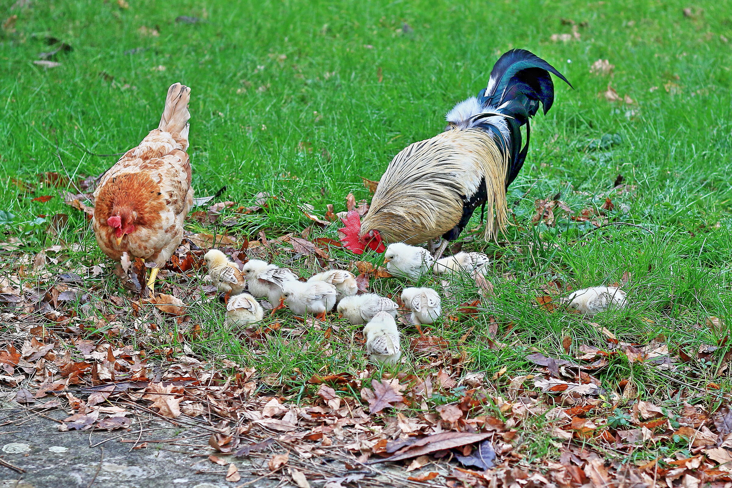 La famigliola si è riformata