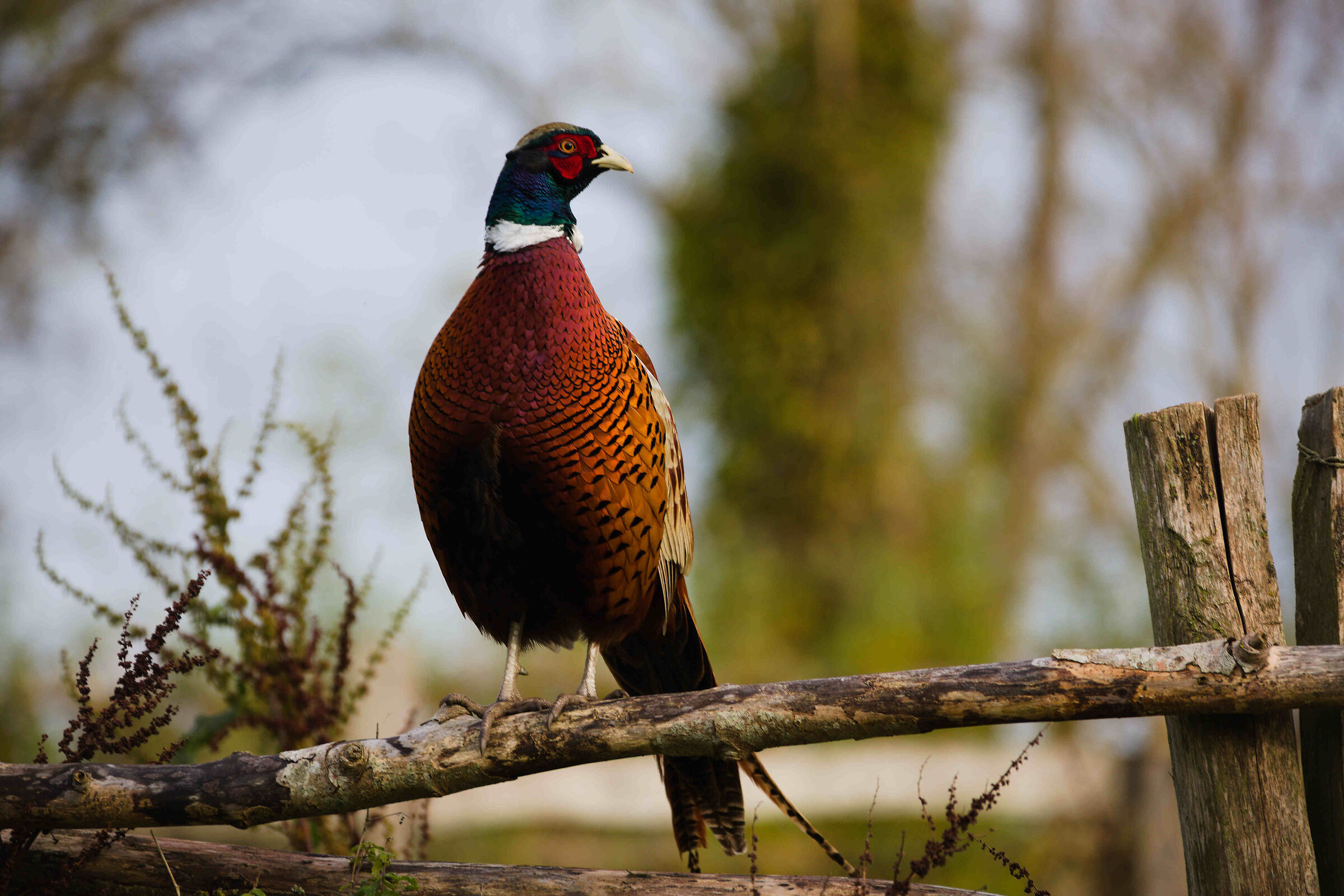 fagiano (Phasianus colchicus)