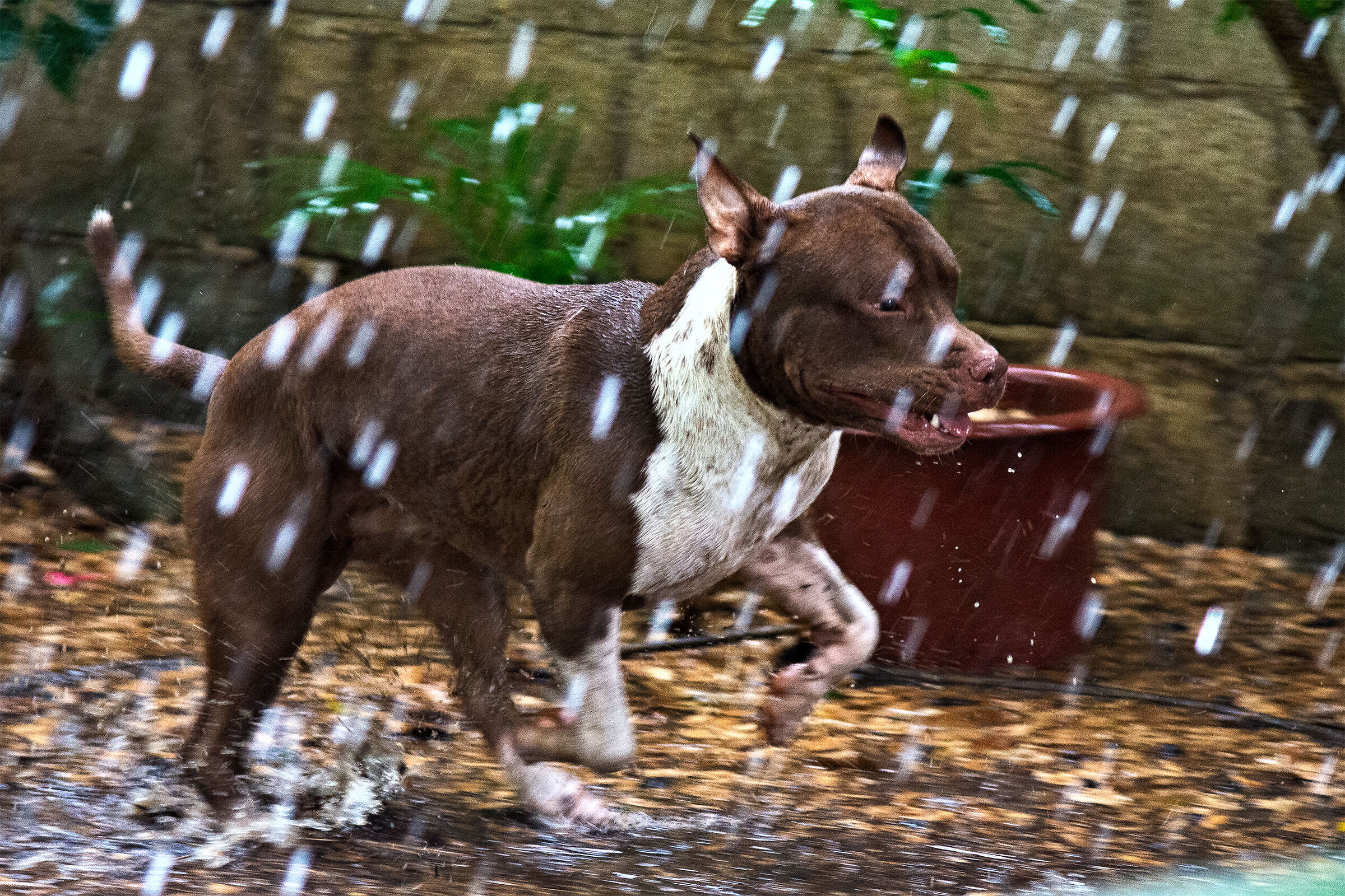 Argo sotto la pioggia