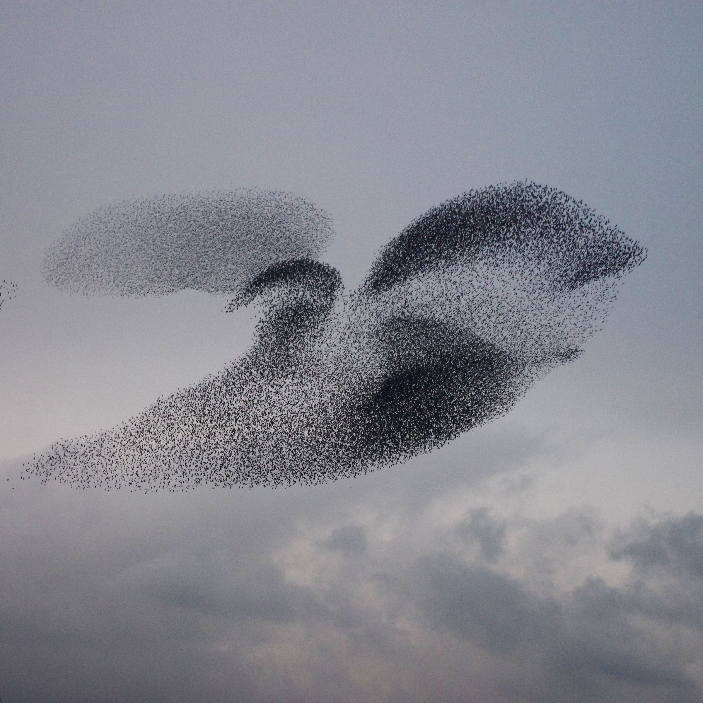 Il cielo dipinto dagli storni...cosa vedi?