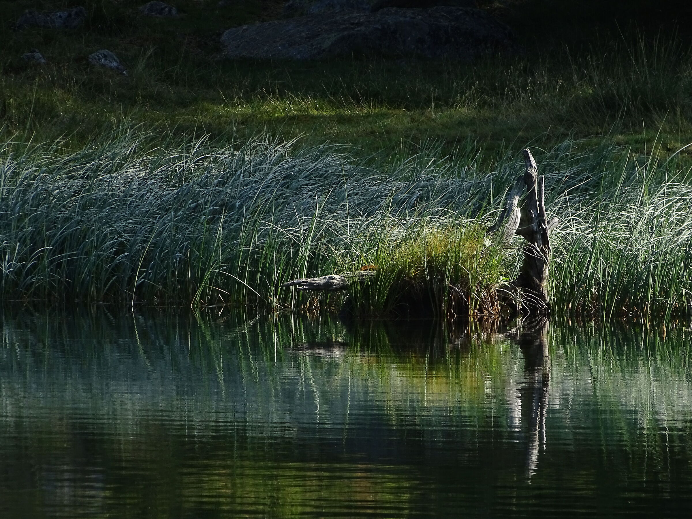 On the edge of the woods