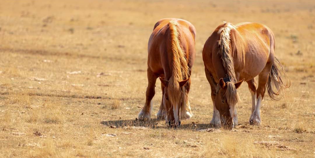 Rifugio di lago racollo